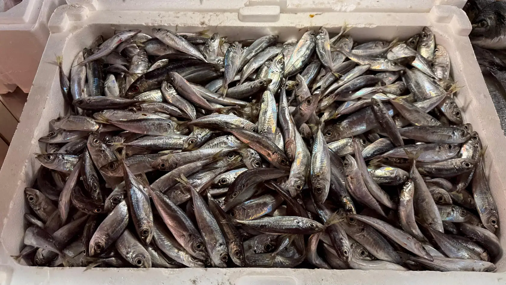 Fethiye Balık Pazarında Hamsi ve İstavrit Tezgahlarda Yerini Aldı