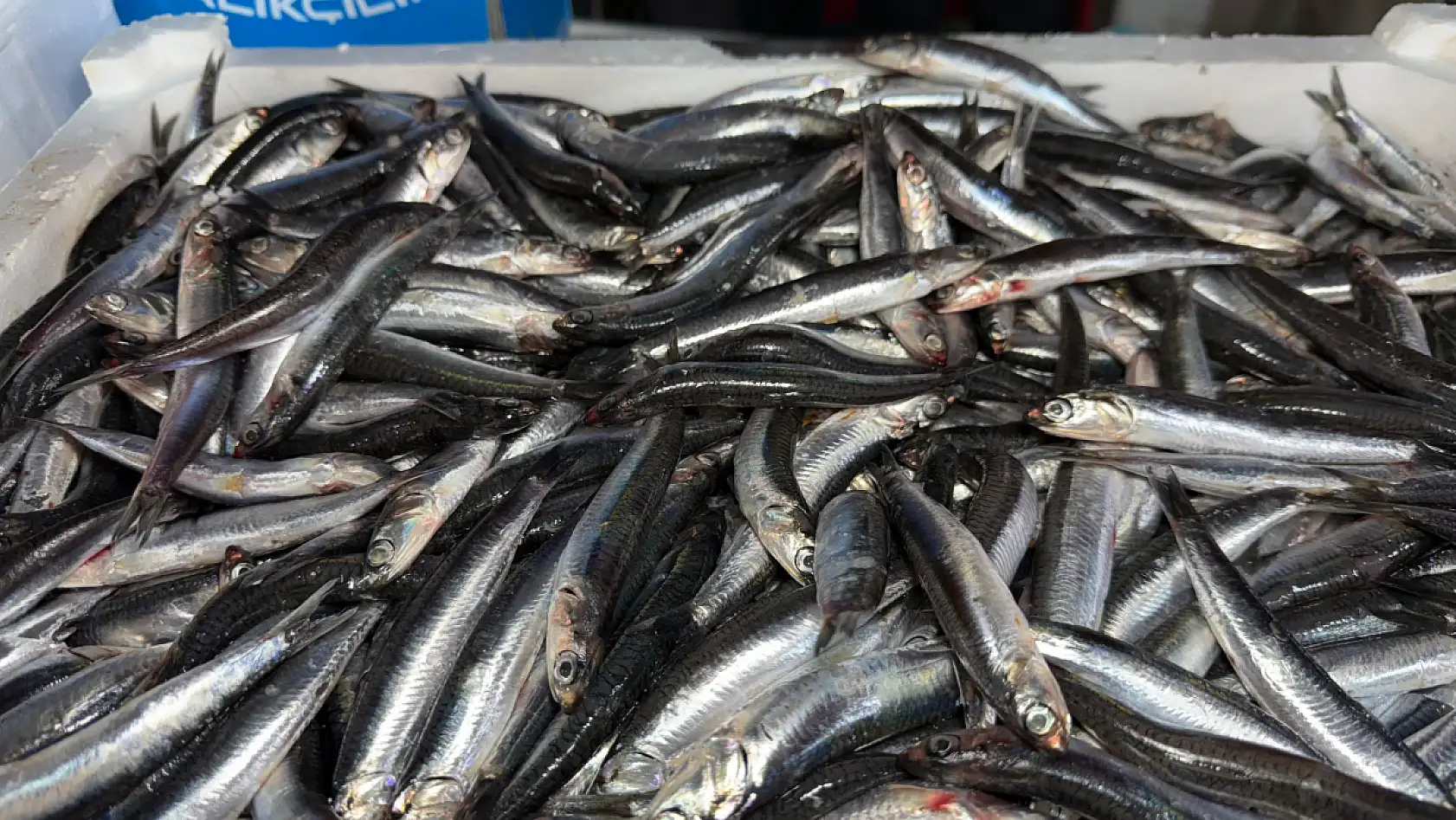 Fethiye Balık Pazarında Hamsi ve İstavrit Tezgahlarda Yerini Aldı