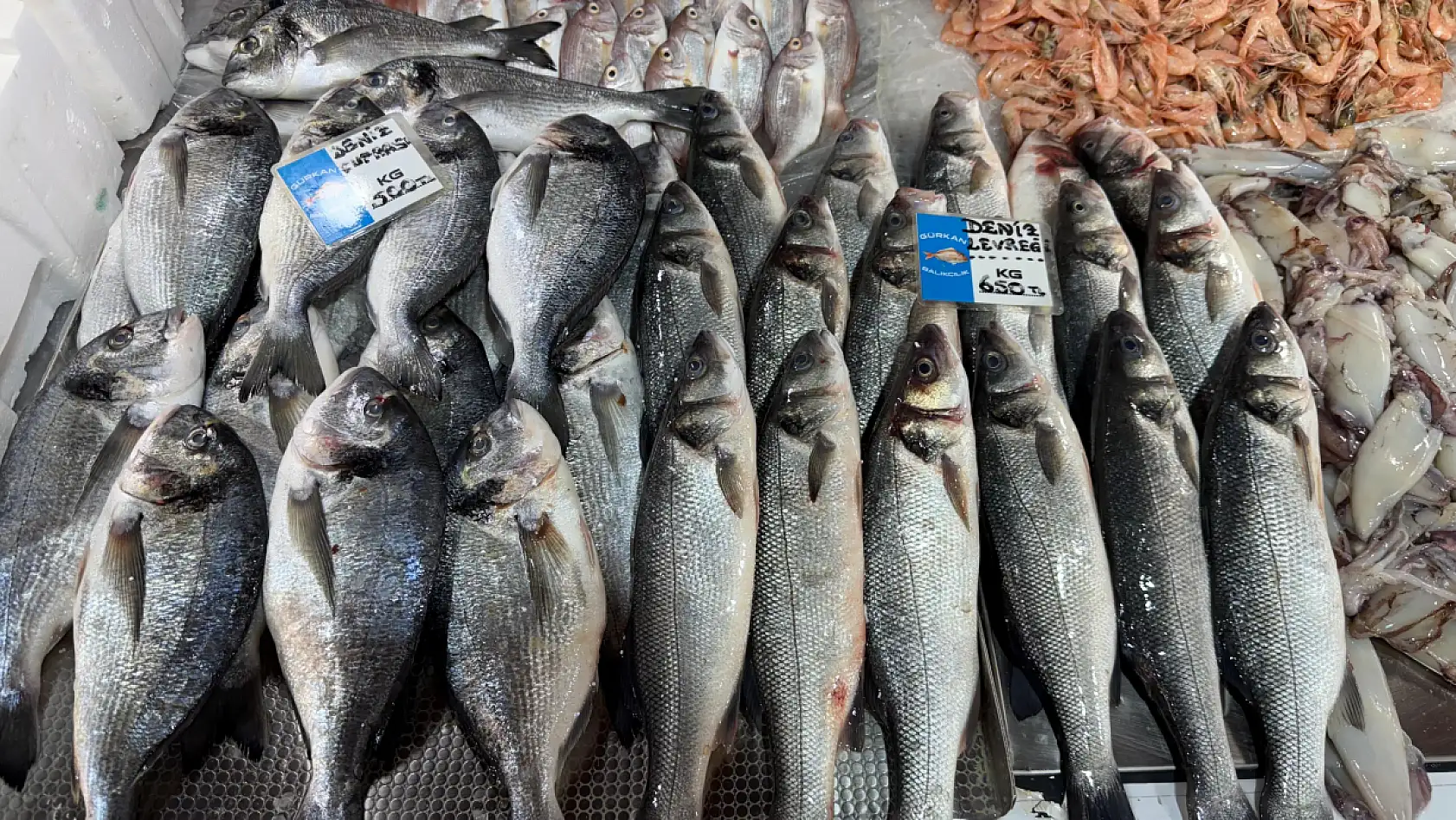 Fethiye Balık Pazarında Güncel Balık Fiyatları