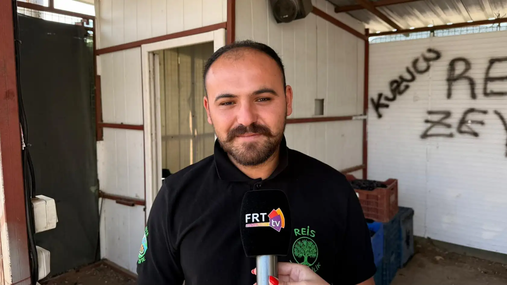 Fethiye'de zeytin sezonu hızla devam ediyor: Günlük 500 kasaya kadar sevkiyat yapılıyor