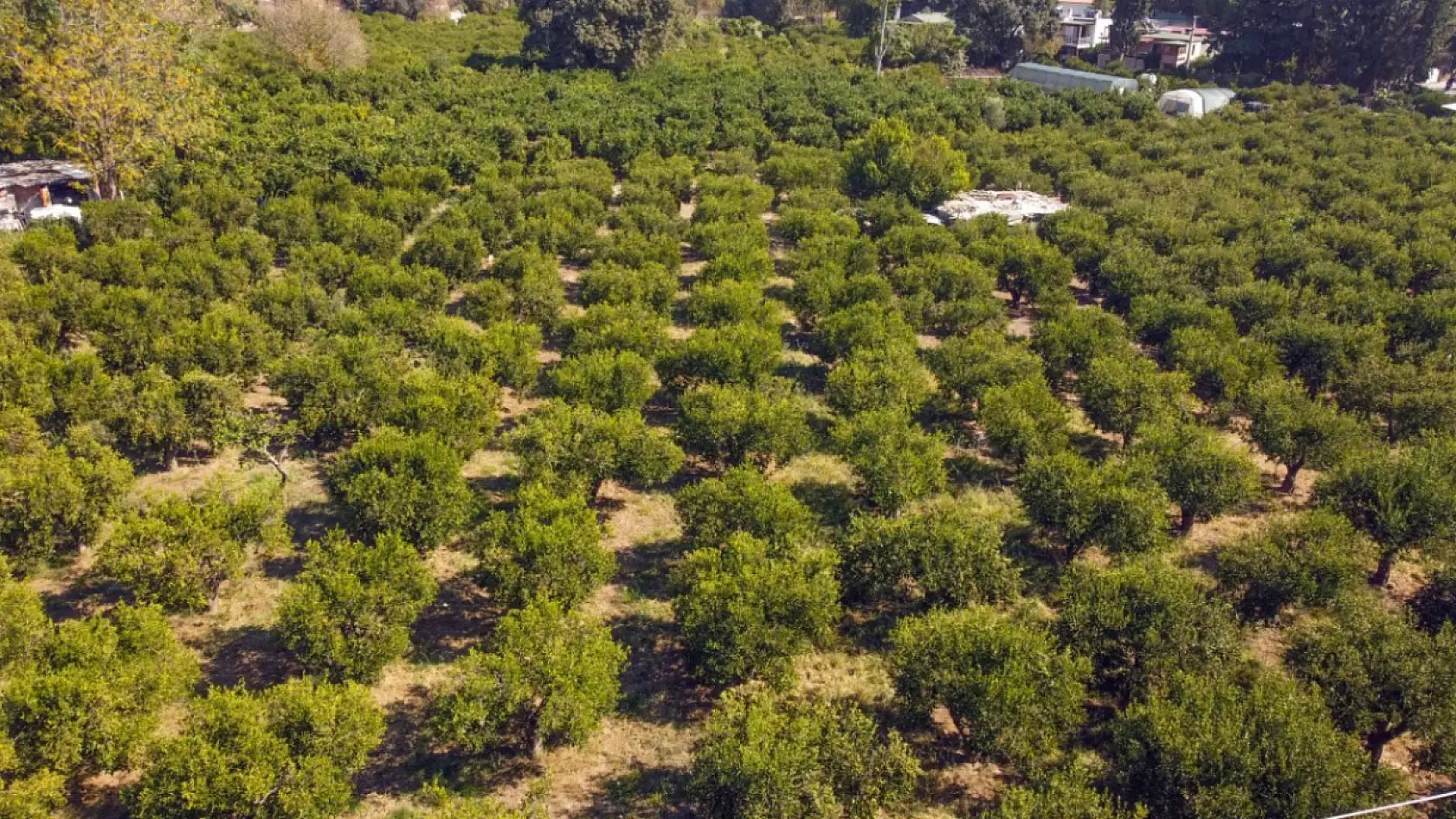 Coğrafi işaretli Bodrum mandalinasında rekolte beklentisi yüksek