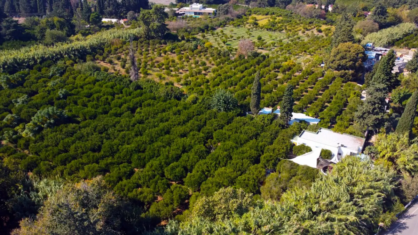 Coğrafi işaretli Bodrum mandalinasında rekolte beklentisi yüksek