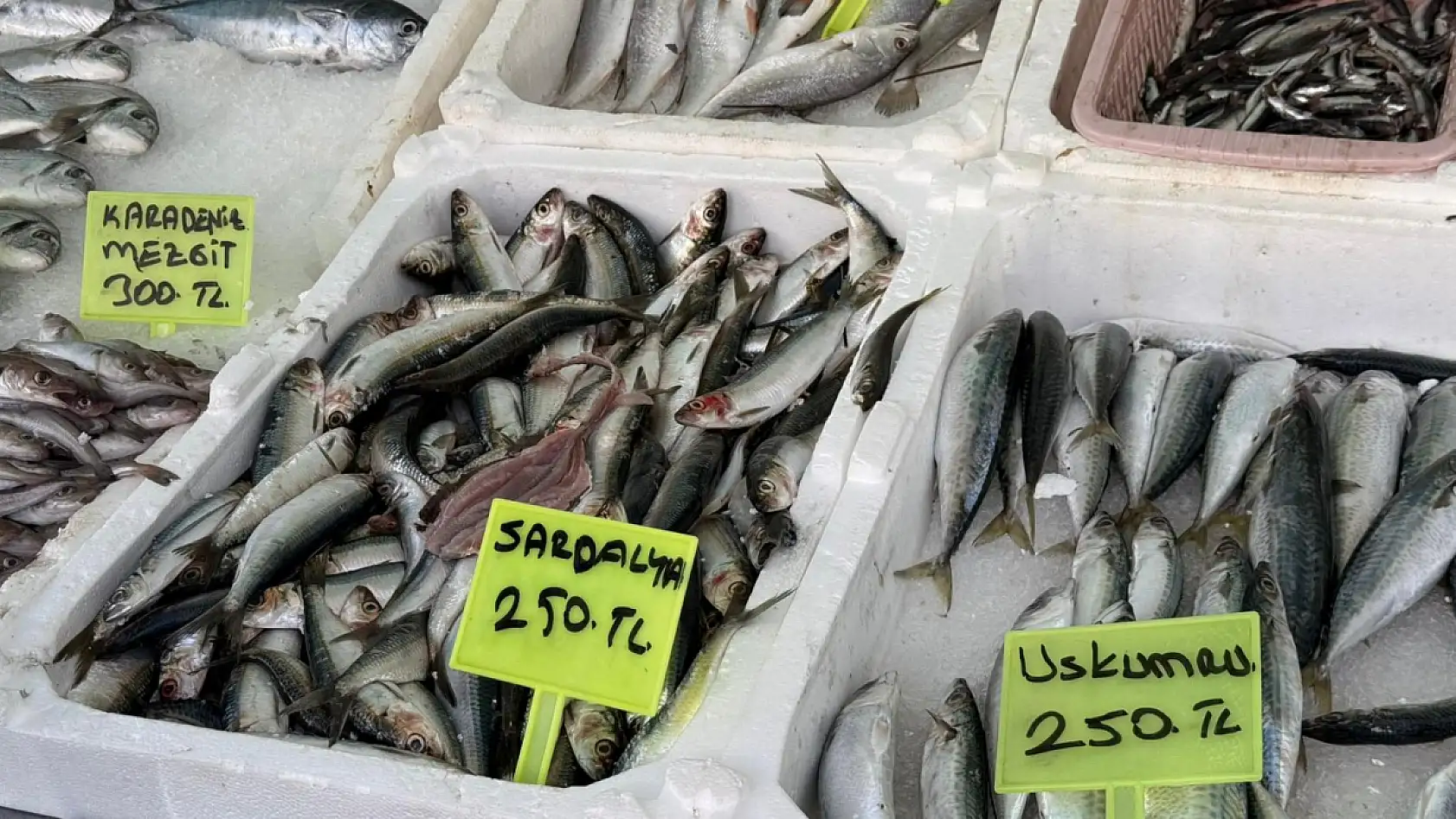 Fethiye'de balık sezonu hareketlendi: Denizden sofraya taze balık