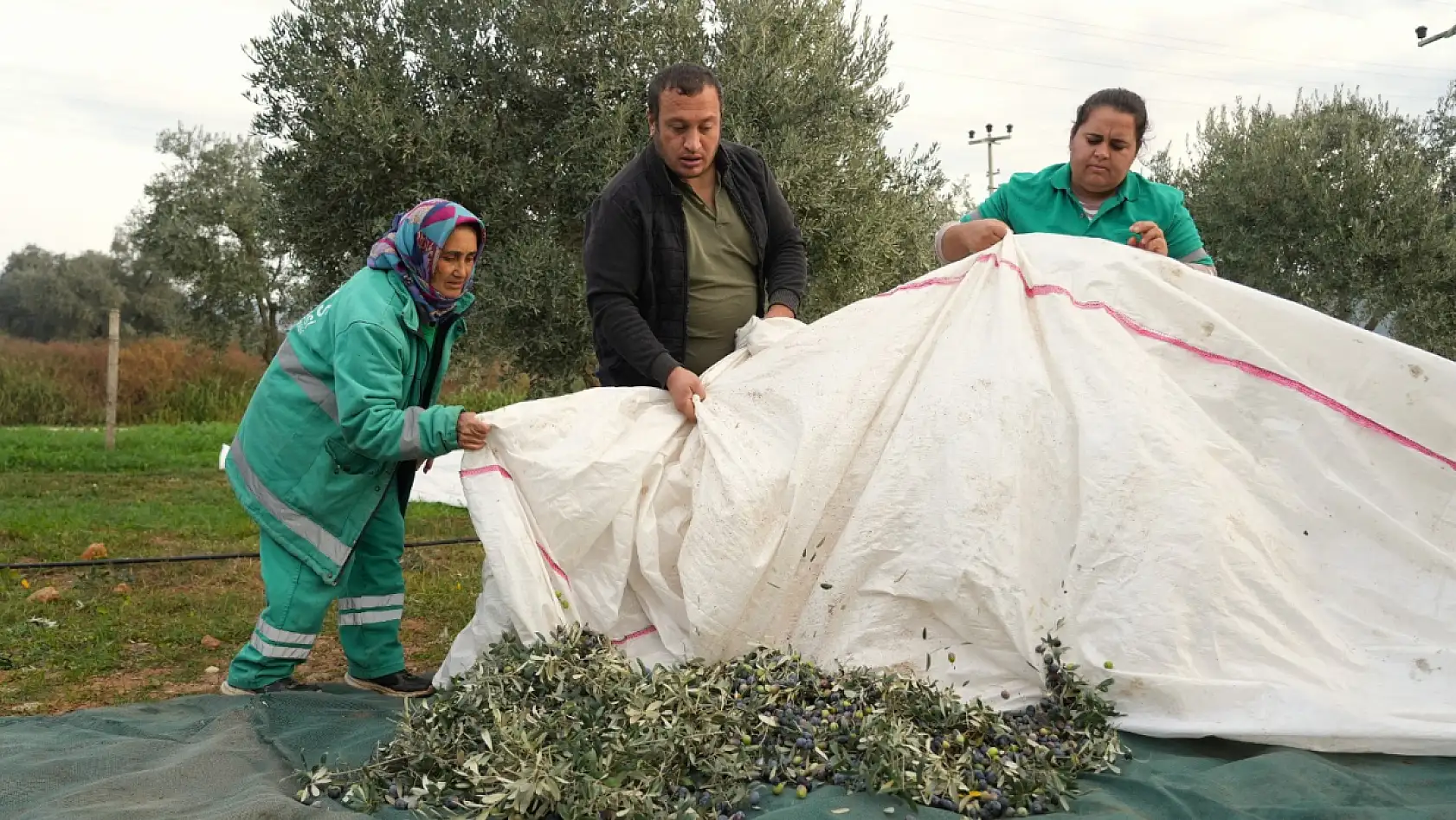 Milas Belediyesi zeytin hasadına başladı