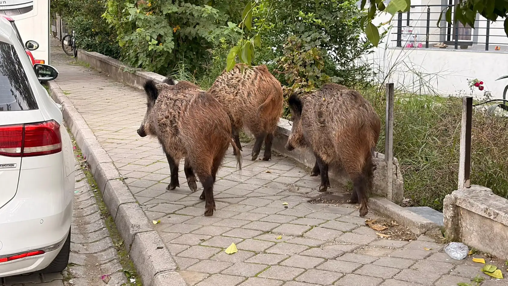Fethiye'de kent merkezinde rahatça dolaşan domuzlar vatandaşları şaşırtıyor