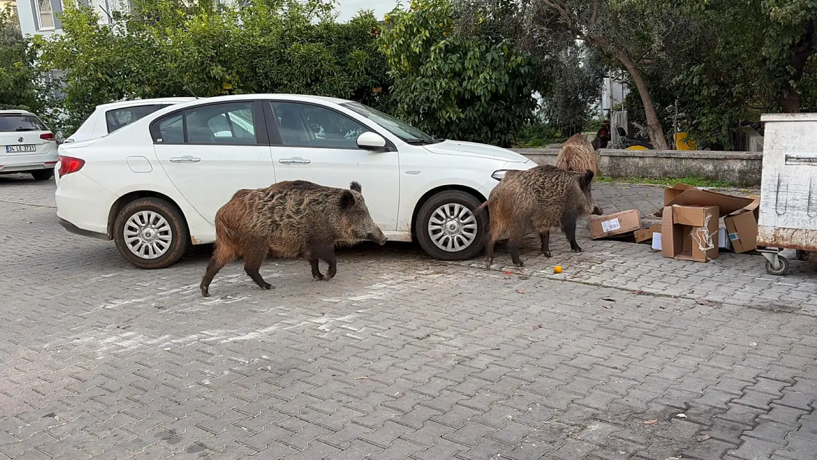 Fethiye'de kent merkezinde rahatça dolaşan domuzlar vatandaşları şaşırtıyor