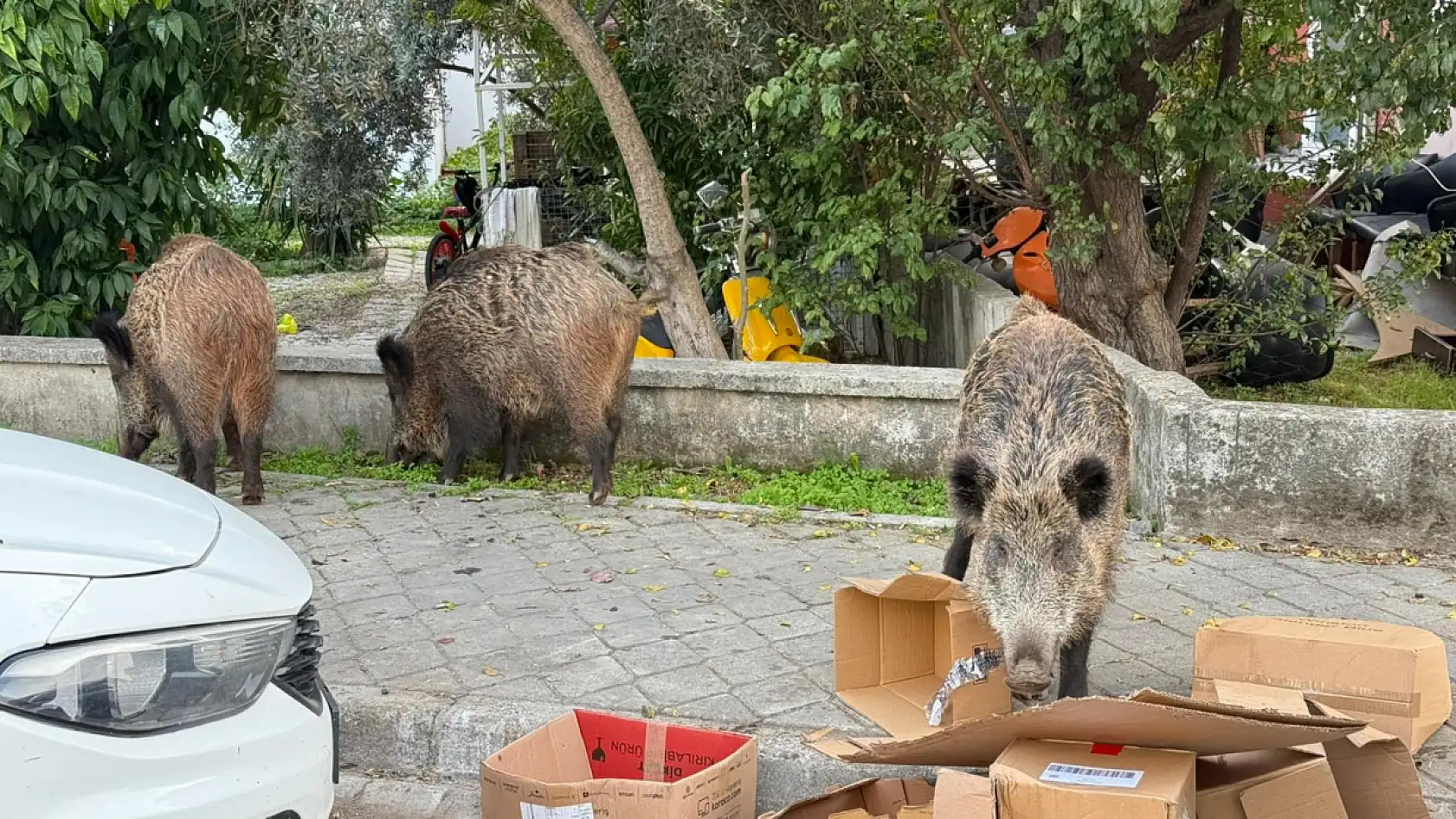 Fethiye'de kent merkezinde rahatça dolaşan domuzlar vatandaşları şaşırtıyor