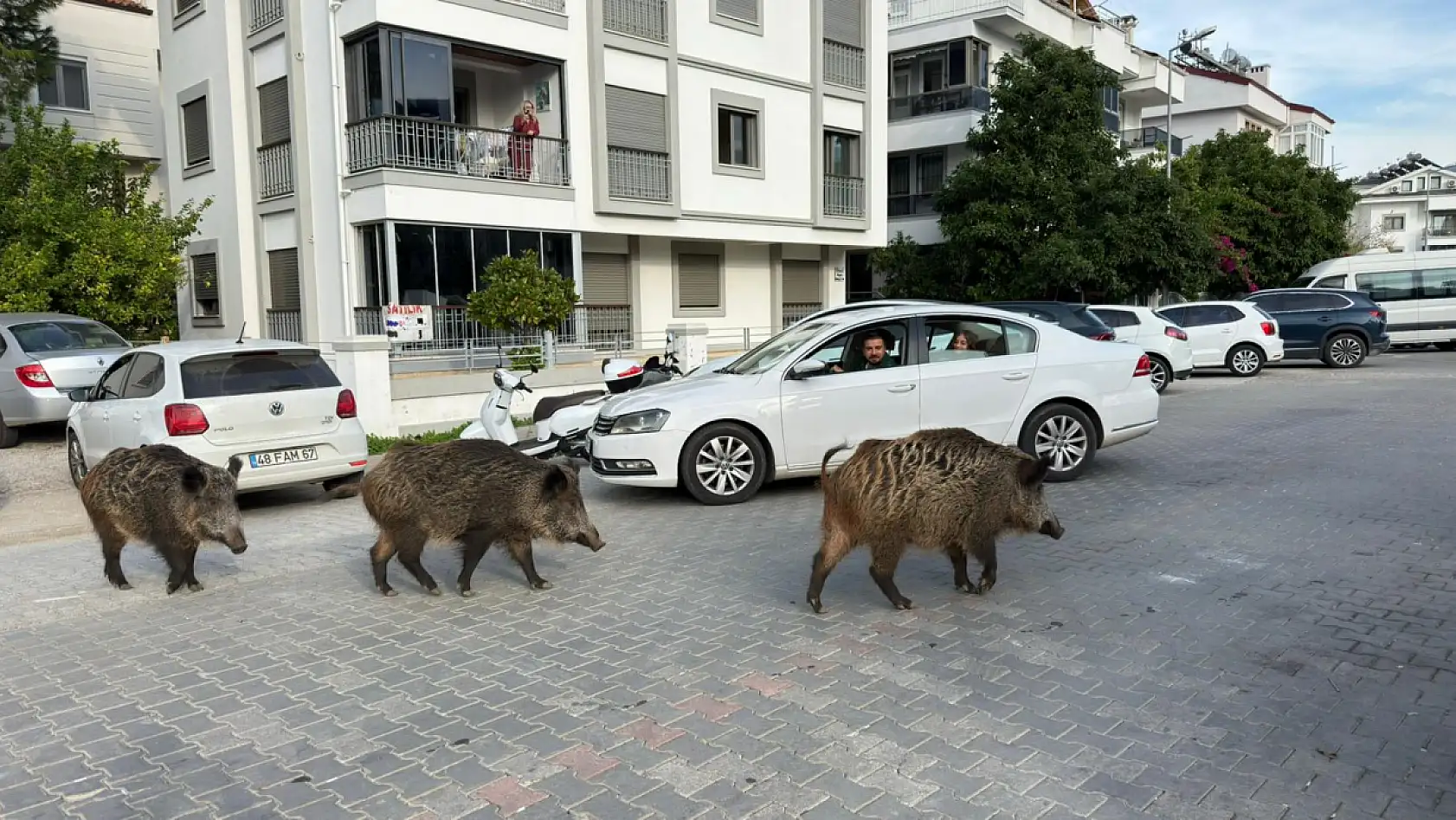 Fethiye'de kent merkezinde rahatça dolaşan domuzlar vatandaşları şaşırtıyor