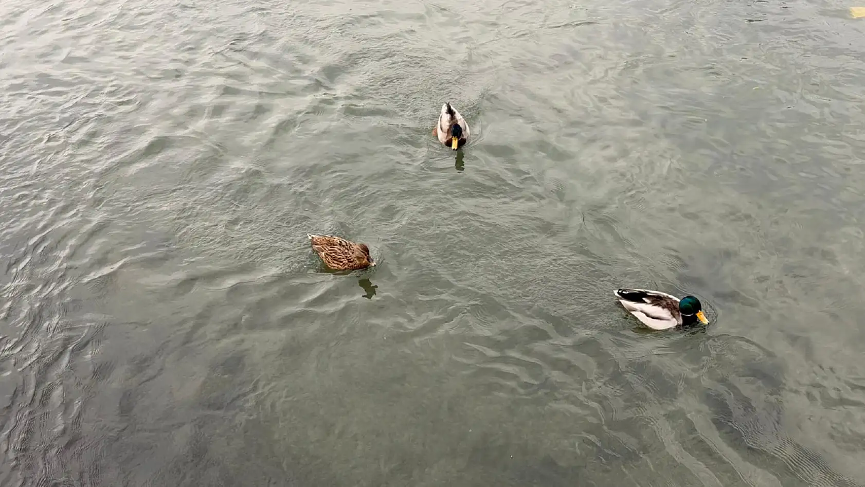 Fethiye'de kanalda renkli görüntüler: Ördeklerin su keyfi ilgi çekti