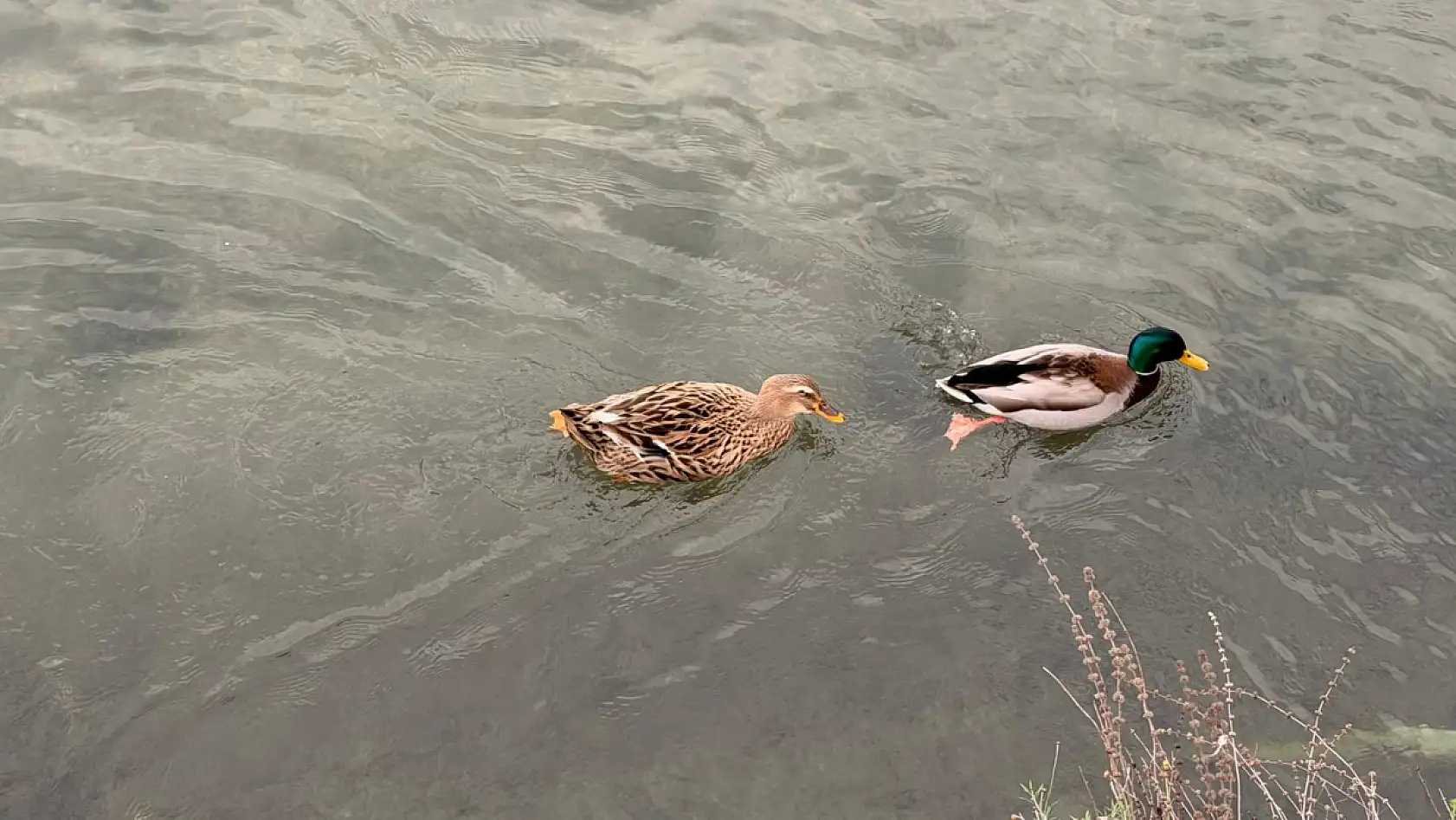 Fethiye'de kanalda renkli görüntüler: Ördeklerin su keyfi ilgi çekti