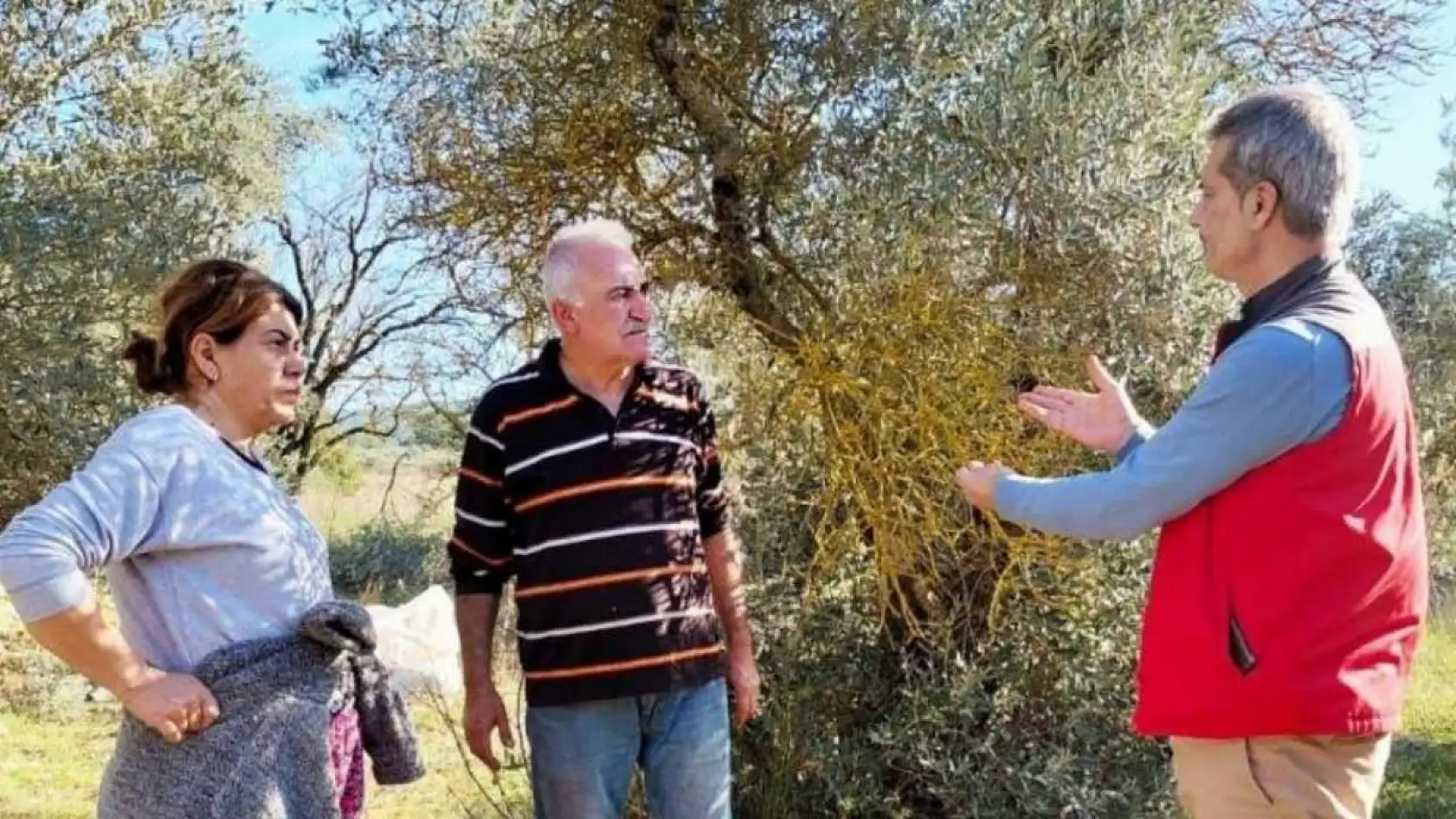 Menteşe'de zeytin üreticilerine yönelik kapsamlı bilgilendirme ve kontrol çalışmaları sürüyor