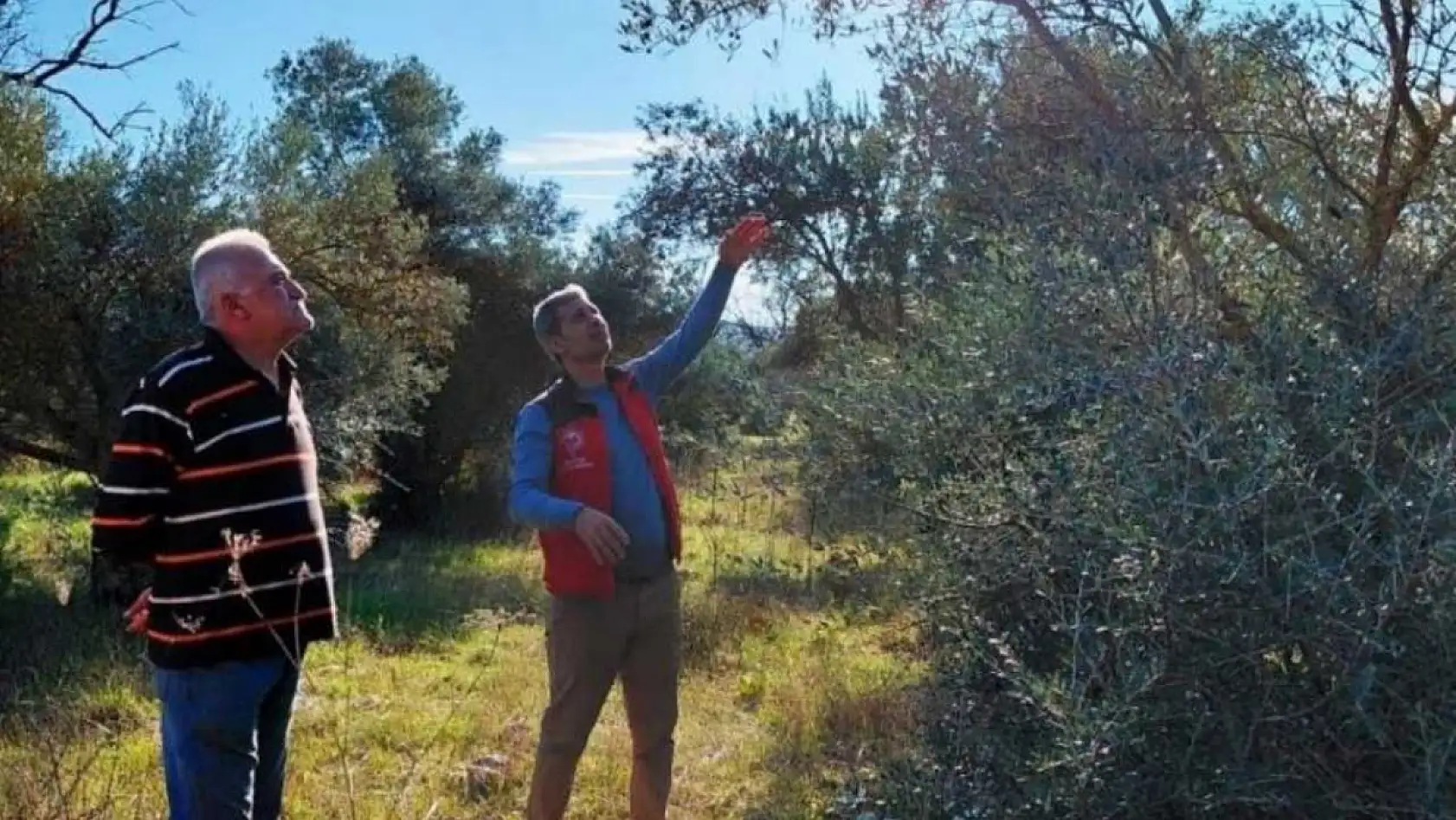 Menteşe'de zeytin üreticilerine yönelik kapsamlı bilgilendirme ve kontrol çalışmaları sürüyor