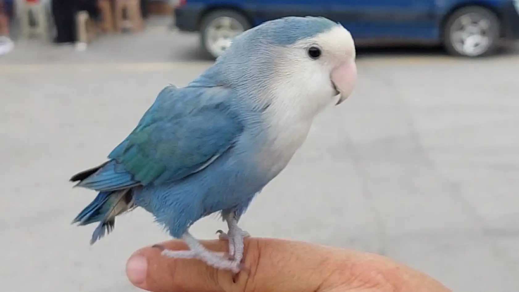 2 yıldır çarşı pazar omuzunda Sevda Papağanı ile geziyor