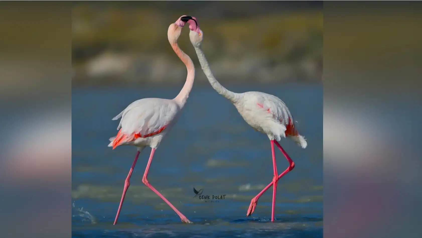 Flamingoların 'kur' ve 'beslenme' dansı hayran bıraktı