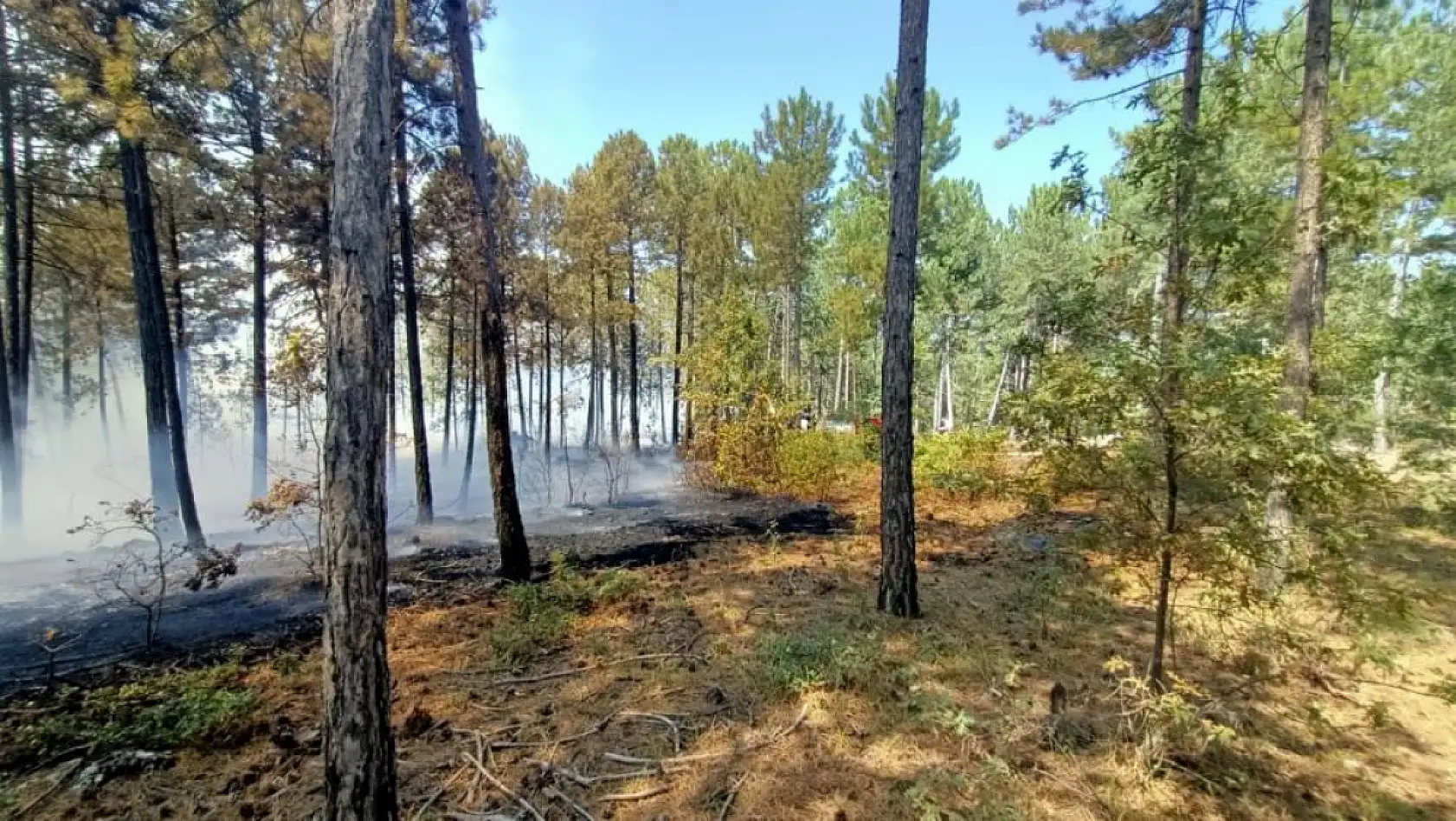 Denizli Honaz'da orman yangını