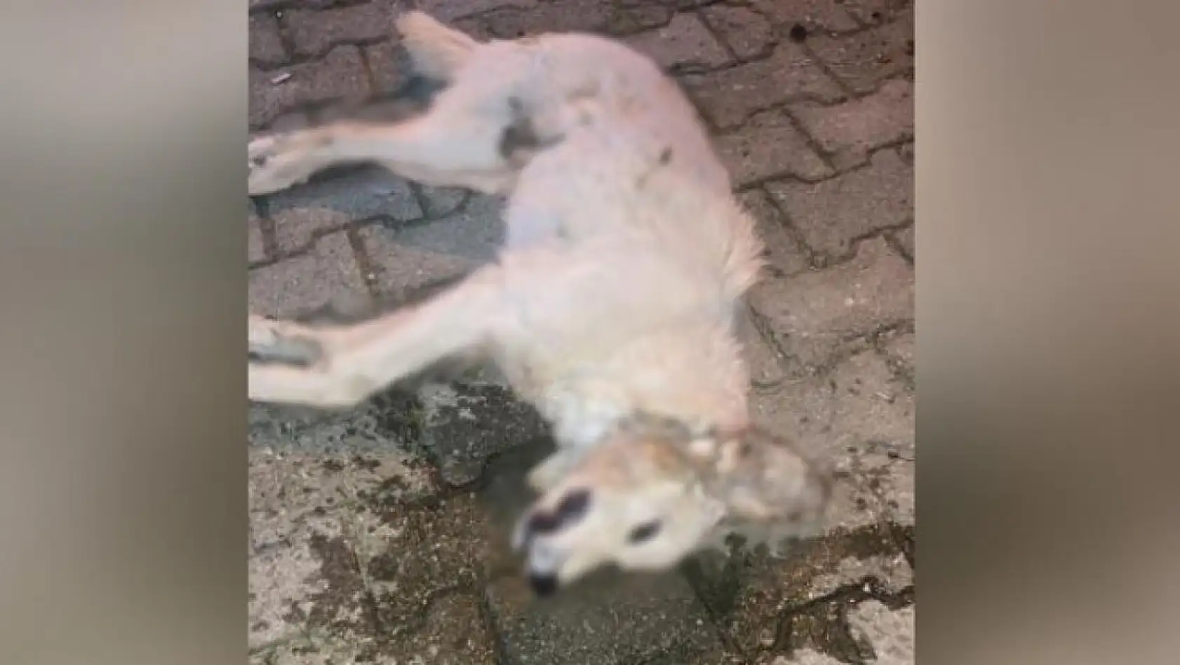 1 köpek ve 2 kedinin zehirlendiği iddiası