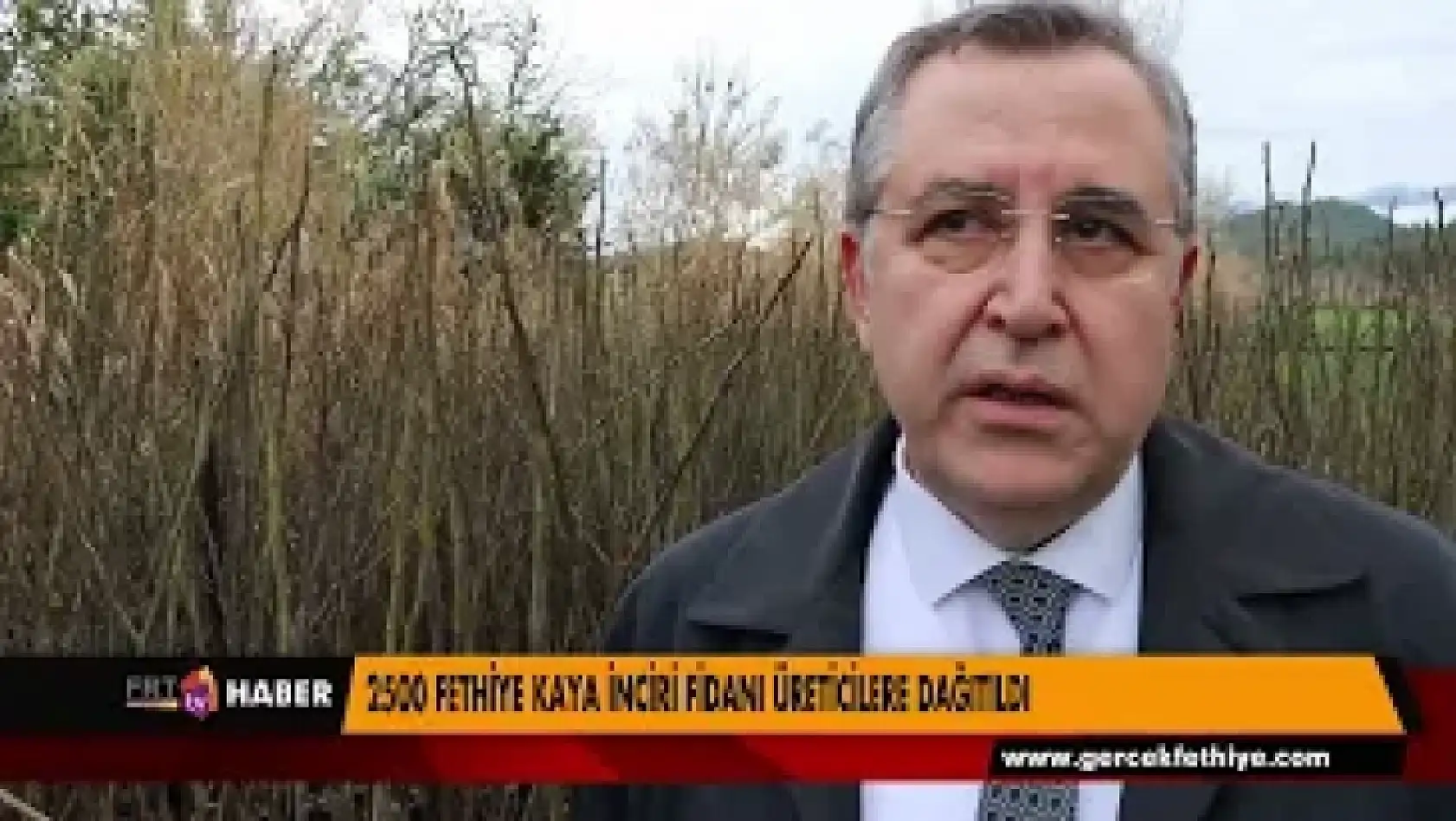 2500 FETHİYE KAYA İNCİRİ FİDANI ÜRETİCİLERE DAĞITILDI