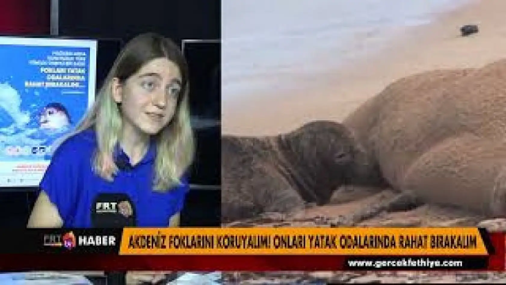 AKDENİZ FOKLARINI KORUYALIM
