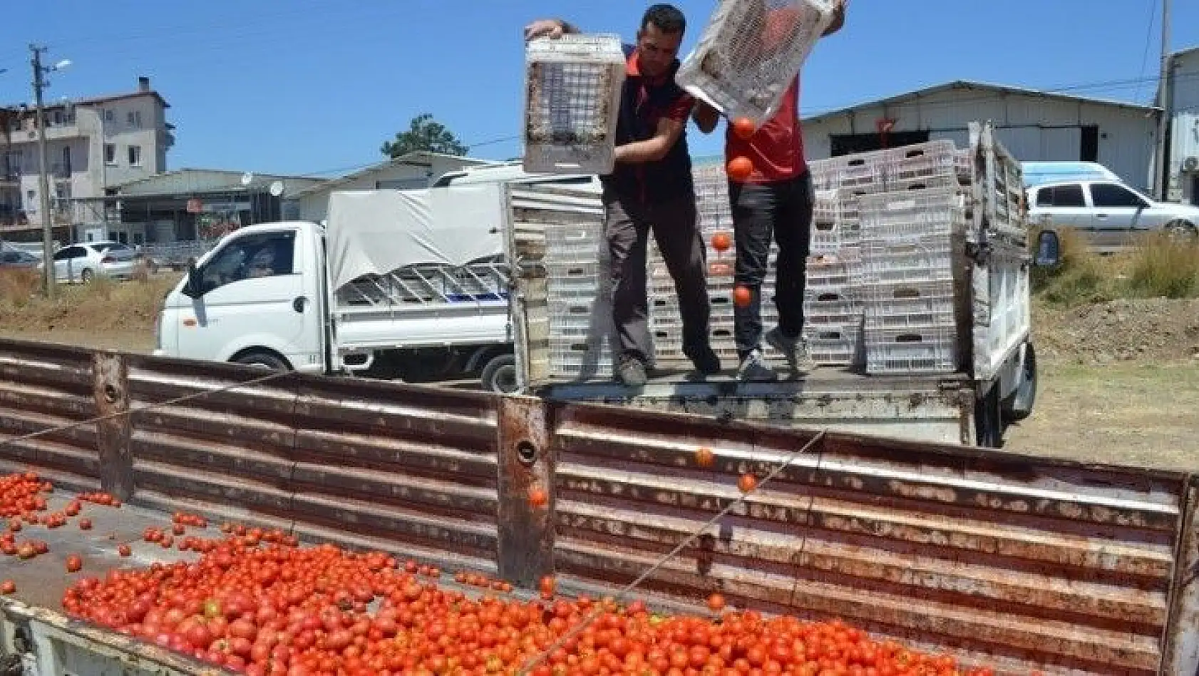 Domatesin Kasası 1 Tl