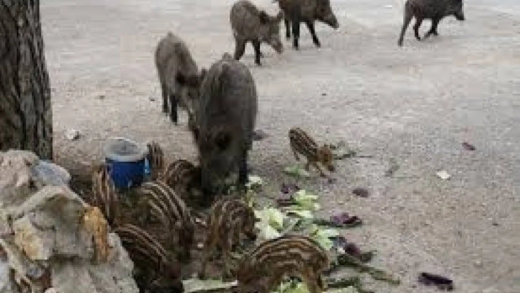 Domuzların şehre inmesini engellemek için seferber oldular