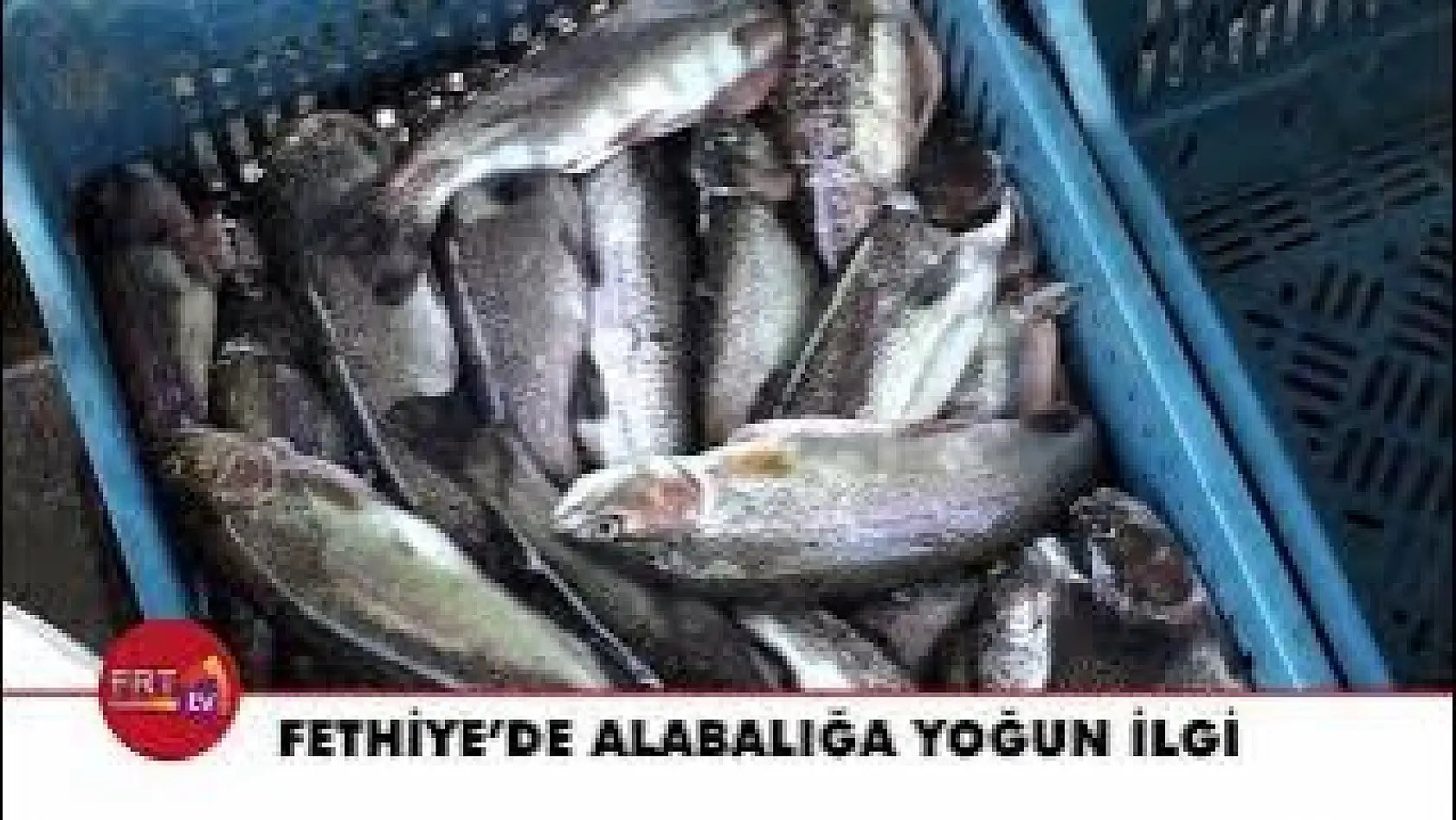 Fethiye'de Alabalığa Yoğun İlgi