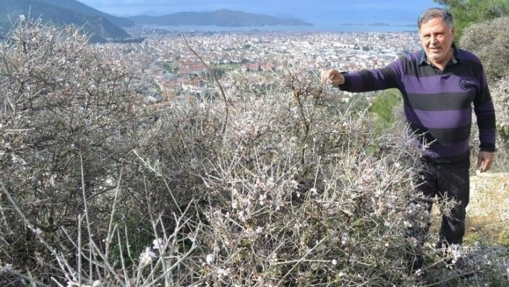 Fethiye'de bademler çiçek açtı