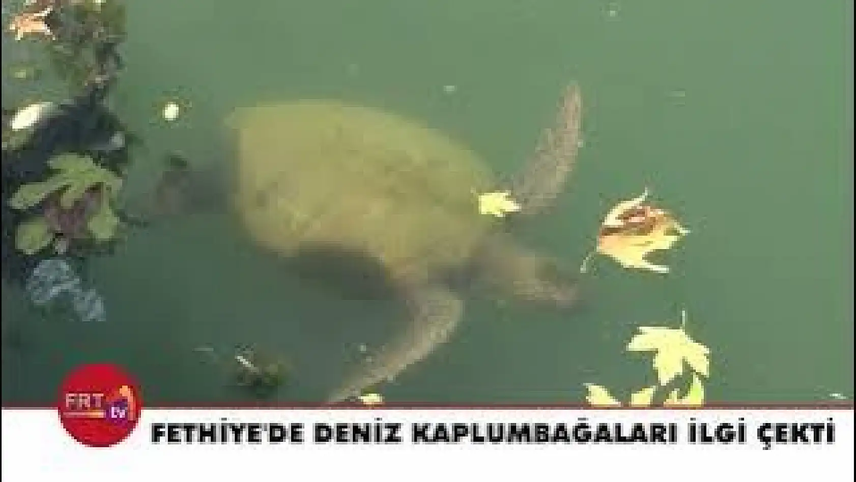 Fethiye'de Deniz Kaplumbağaları İlgi Çekti