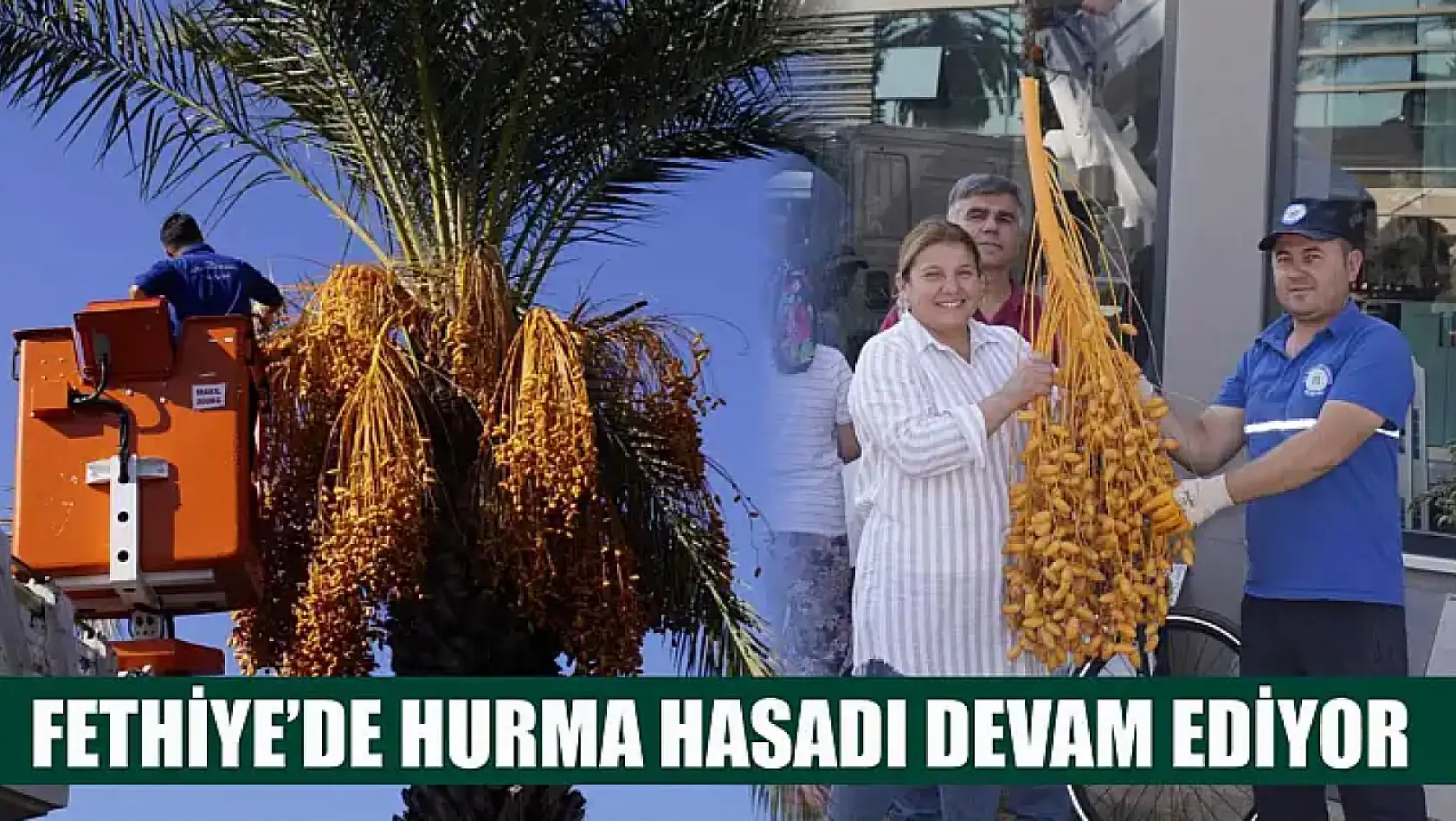 Fethiye'de hurma hasadı devam ediyor