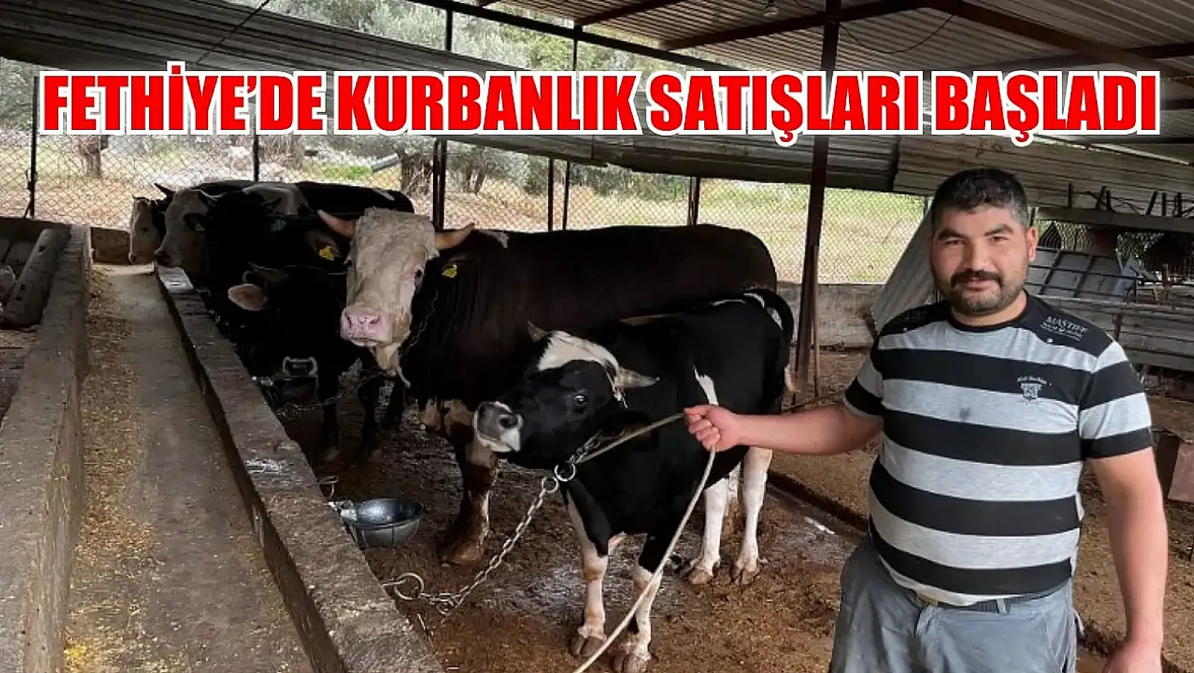 Fethiye'de kurbanlık satışları başladı En ucuzu 10, en pahalısı ise 170 bin TL