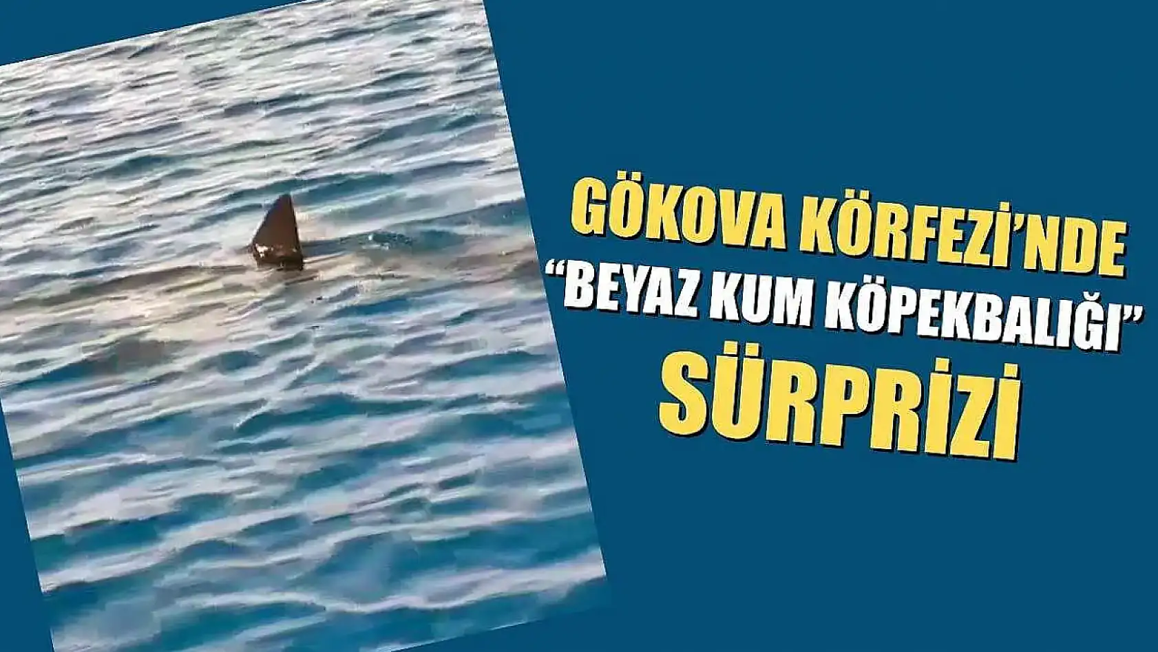 Gökova Körfezinde Beyaz Kum Köpekbalığı sürprizi
