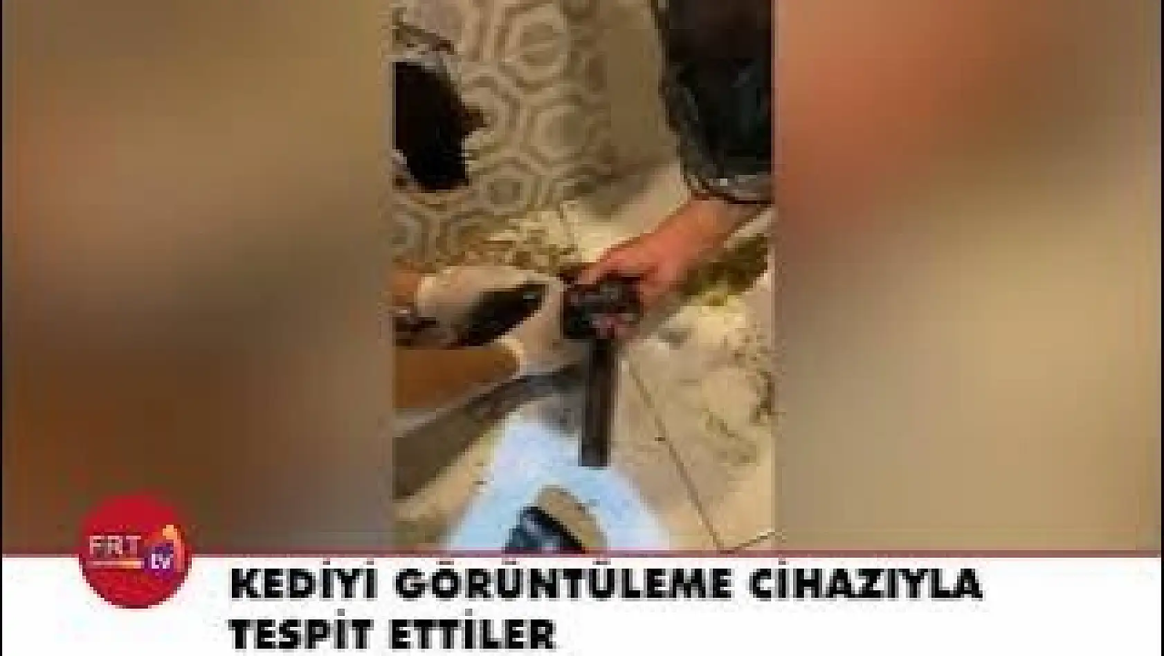 Kediyi görüntüleme cihazıyla tespit ettiler