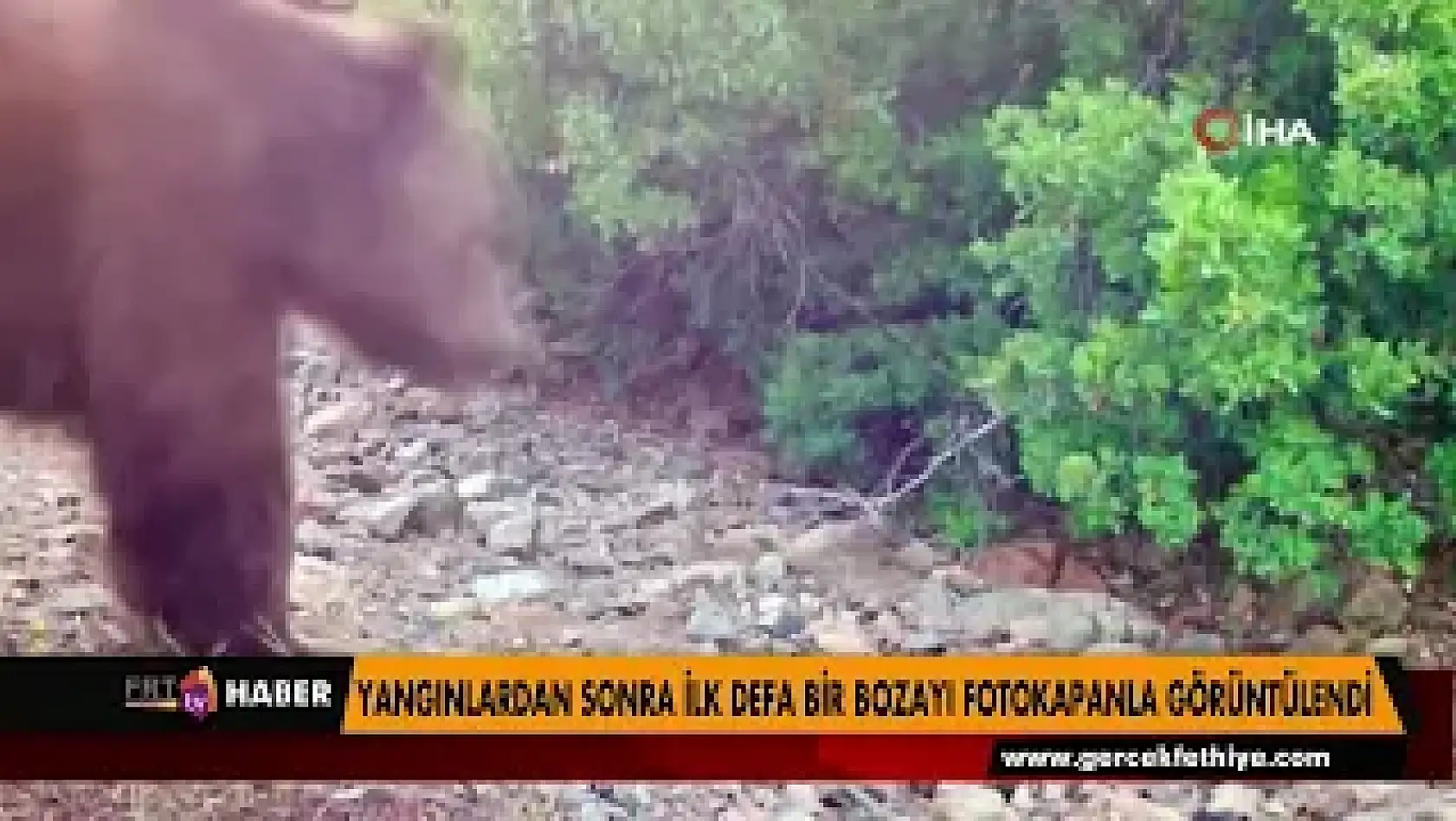 Yangınlardan sonra ilk defa bir bozayı fotokapanla görüntülendi