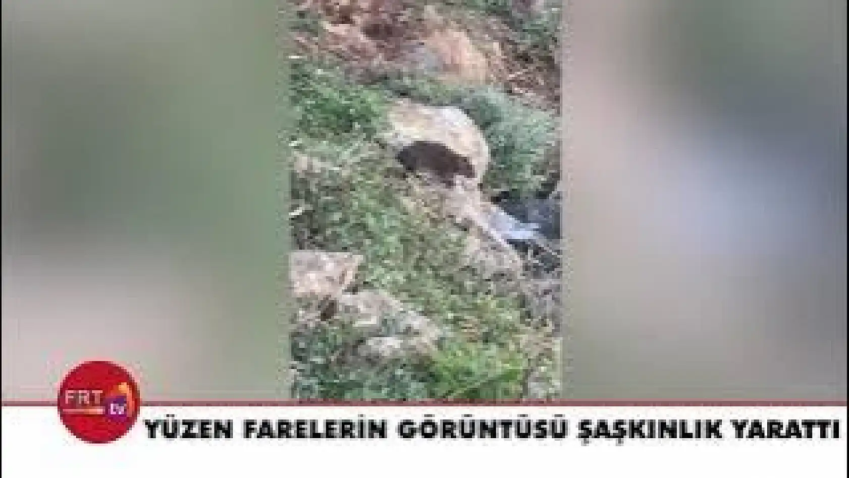Yüzen Farelerin Görüntüsü Şaşkınlık Yarattı