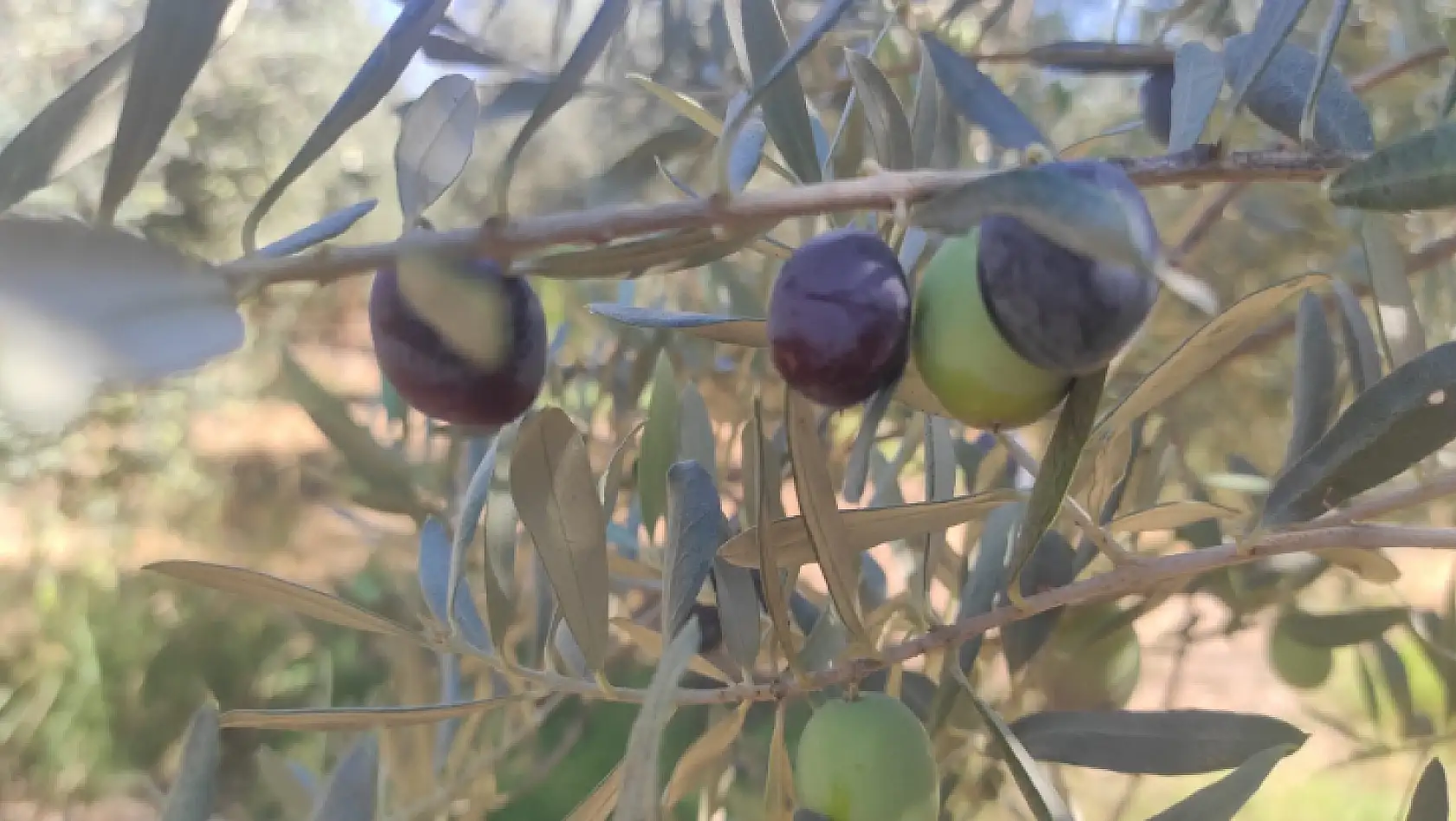 Zeytin Hasat Zamanı Başladı