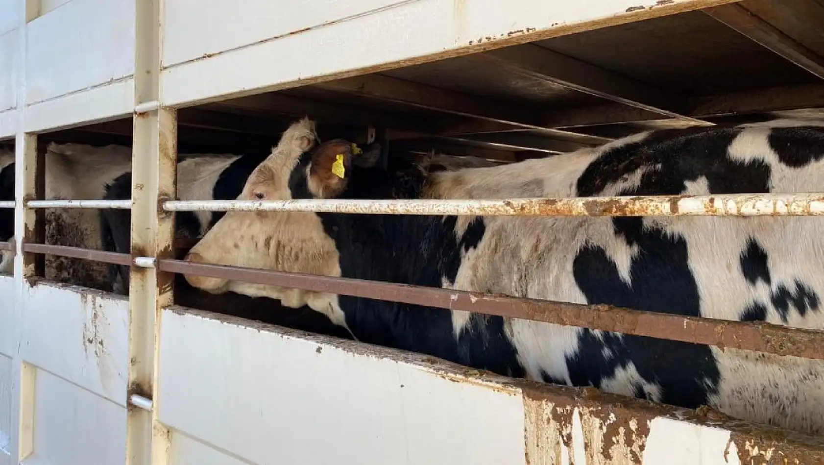 Küpesiz Hayvan Taşıyan Besiciye 170 Bin Lira Ceza