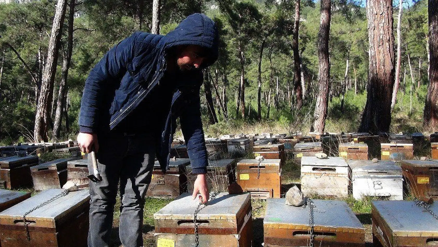 Arıcılar çareyi kovanları zincirlemekte buldu