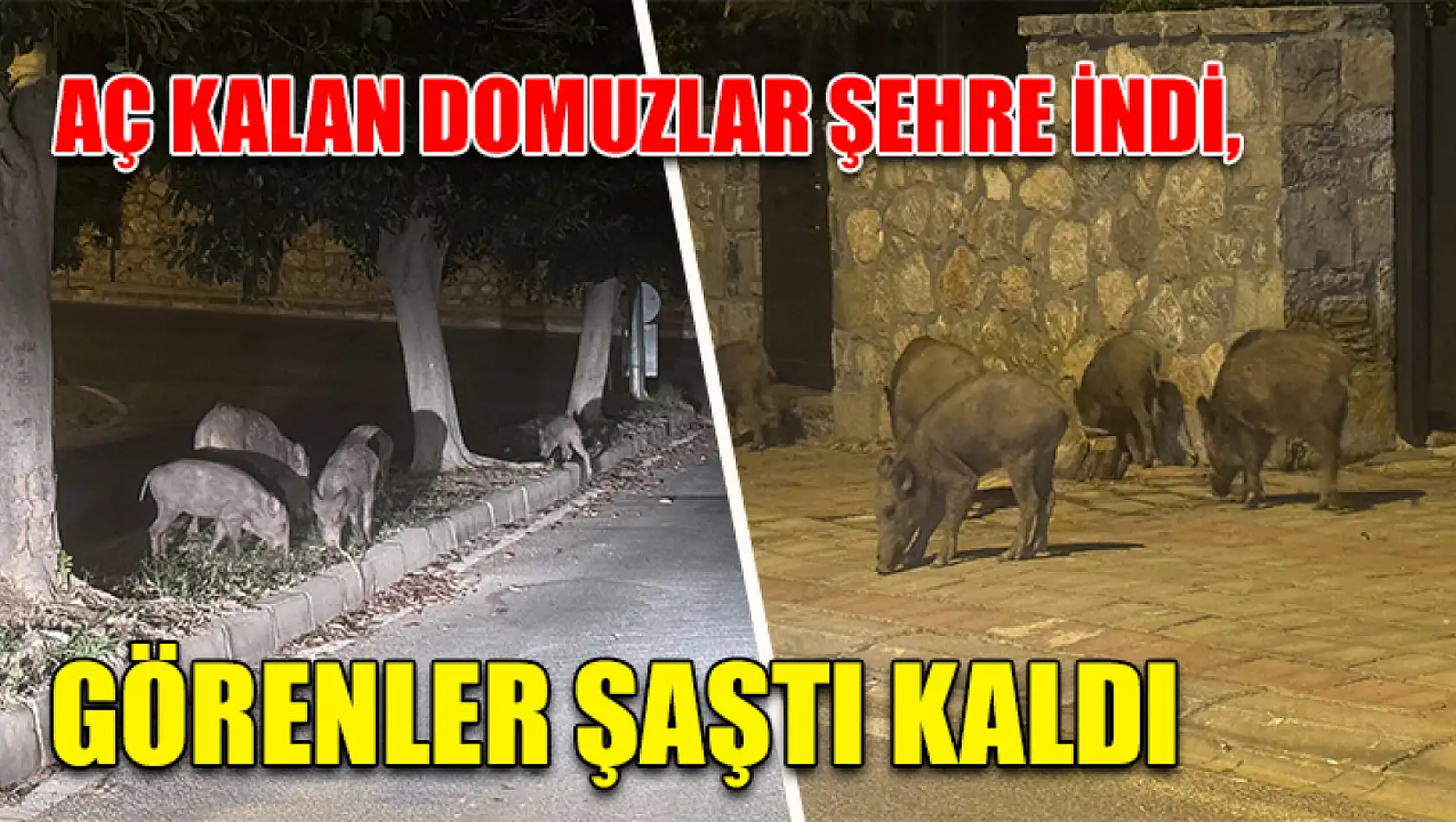 Aç kalan domuzlar şehre indi, görenler şaştı kaldı