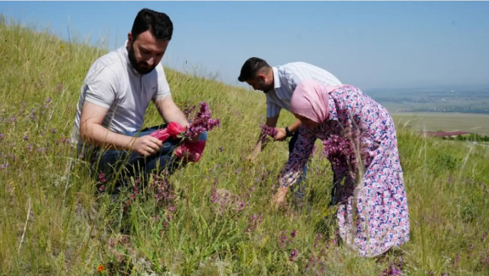 Ağrı Dağı eteklerinde toplanan bitkilerinden aromatik yağlar üretilecek