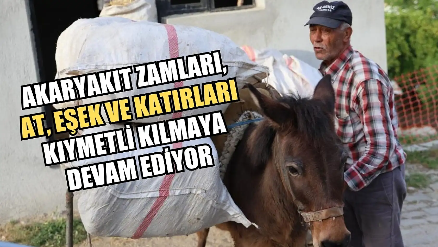 Akaryakıt zamları, at, eşek ve katırları kıymetli kılmaya devam ediyor