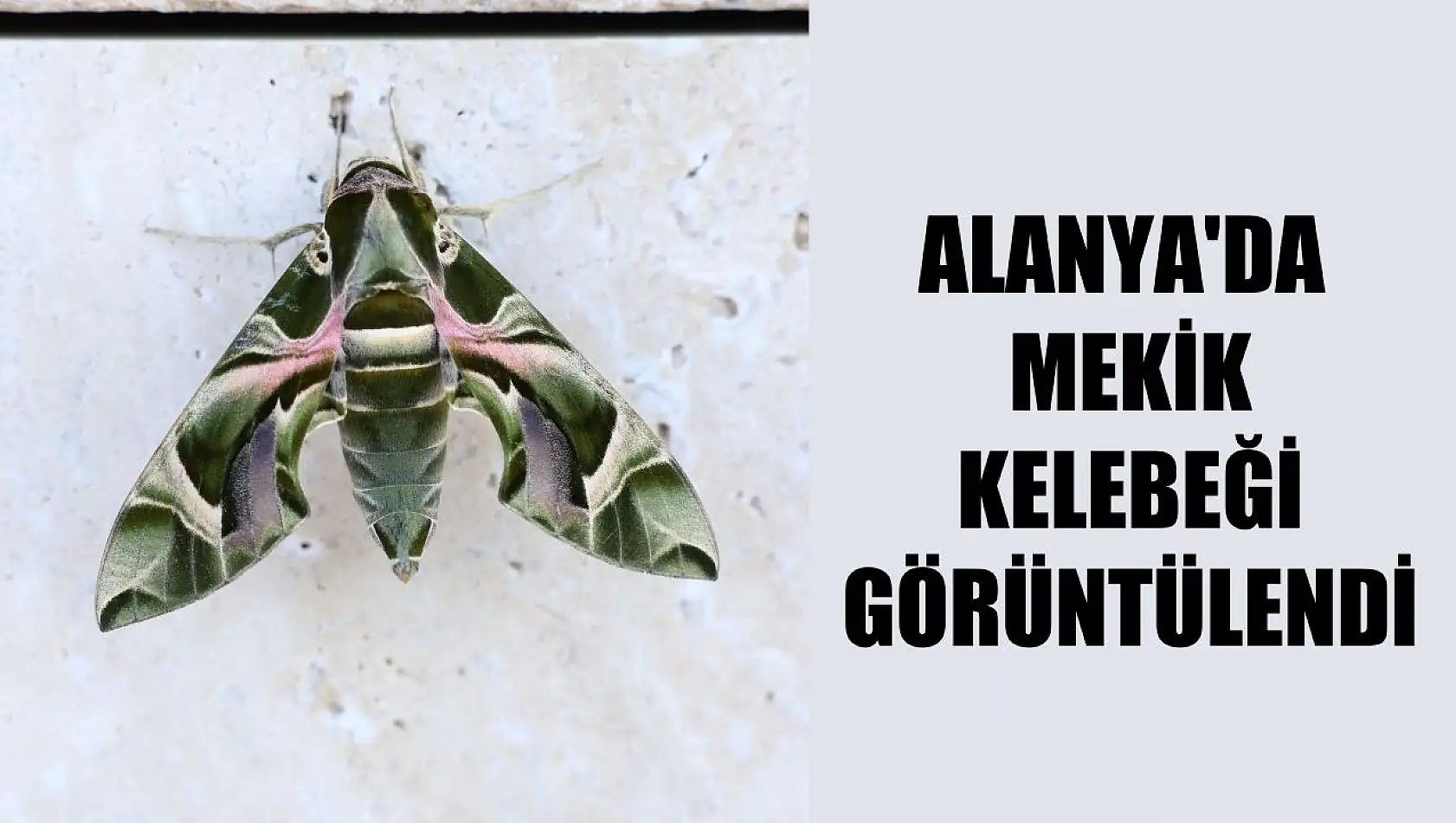 Alanya'da mekik kelebeği görüntülendi