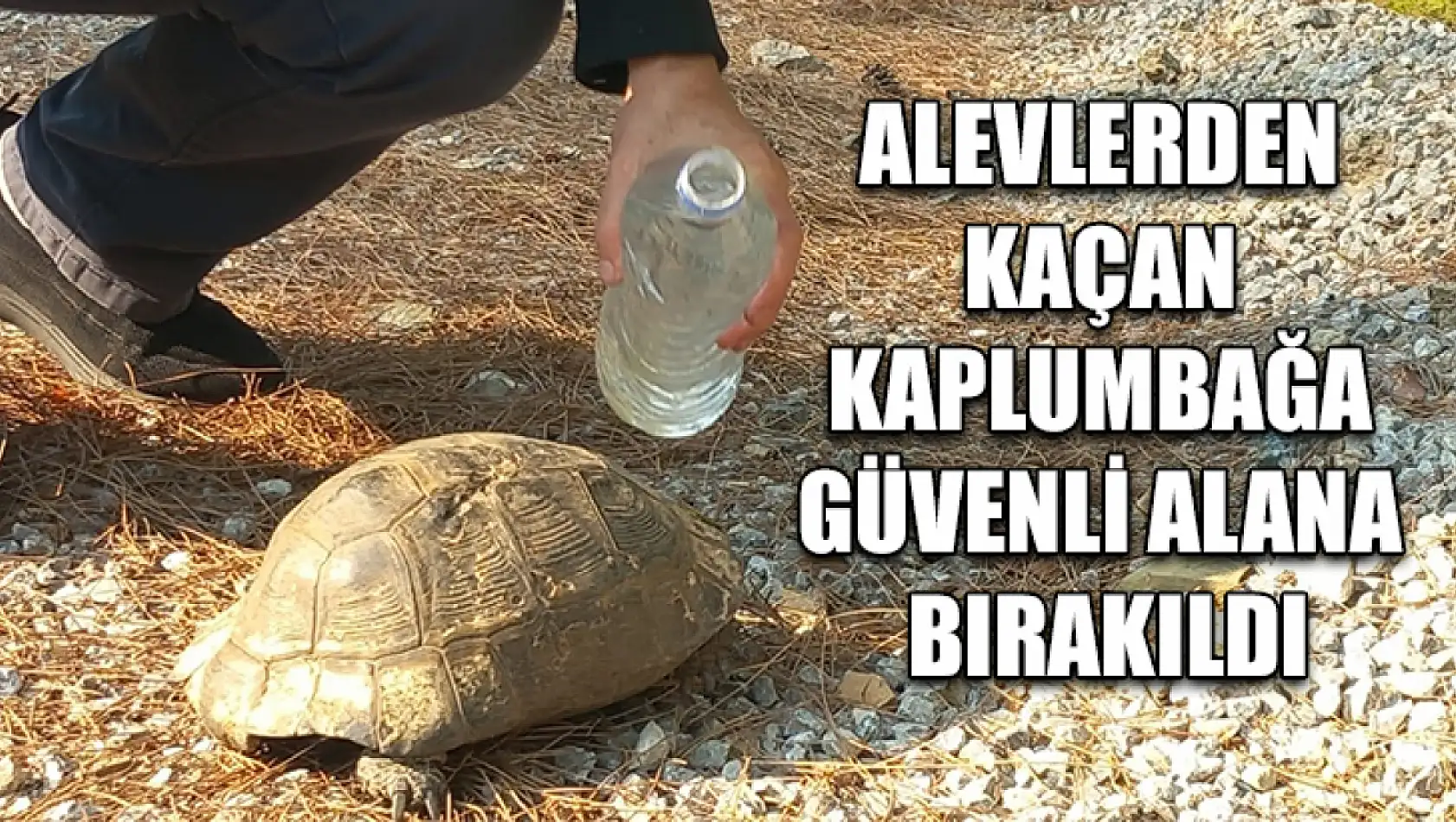 Alevlerden kaçan kaplumbağa güvenli alana bırakıldı