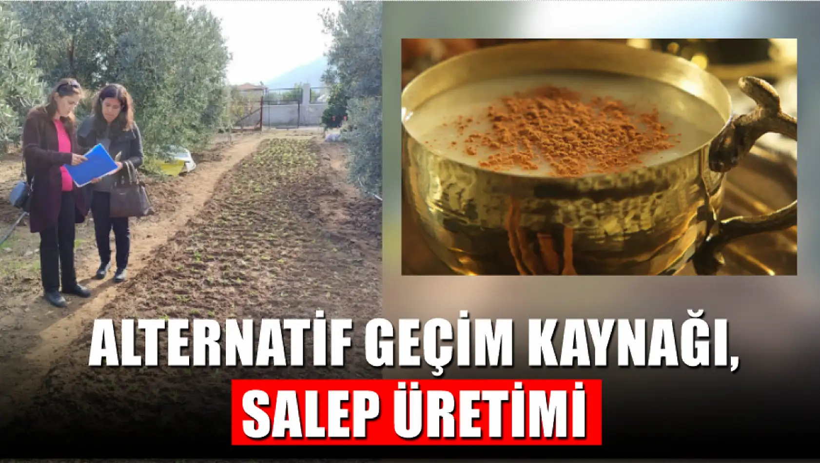 Alternatif Geçim Kaynağı, Salep Üretimi