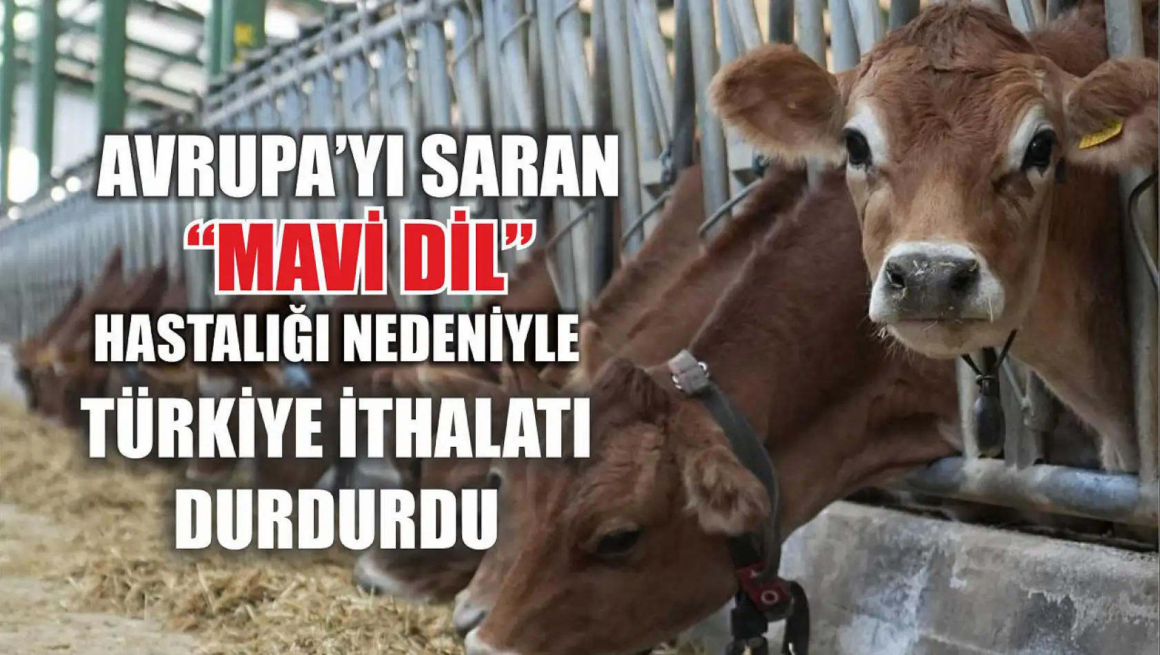 Avrupa'yı saran 'mavi dil' hastalığı nedeniyle Türkiye ithalatı durdurdu