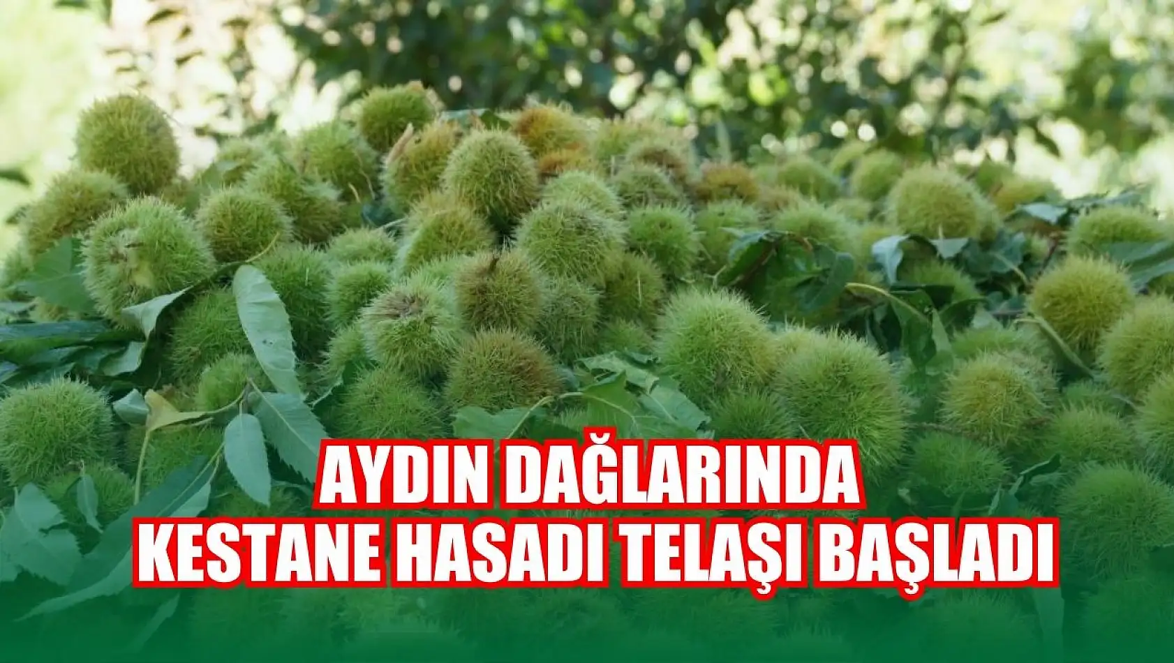 Aydın dağlarında kestane hasadı telaşı başladı