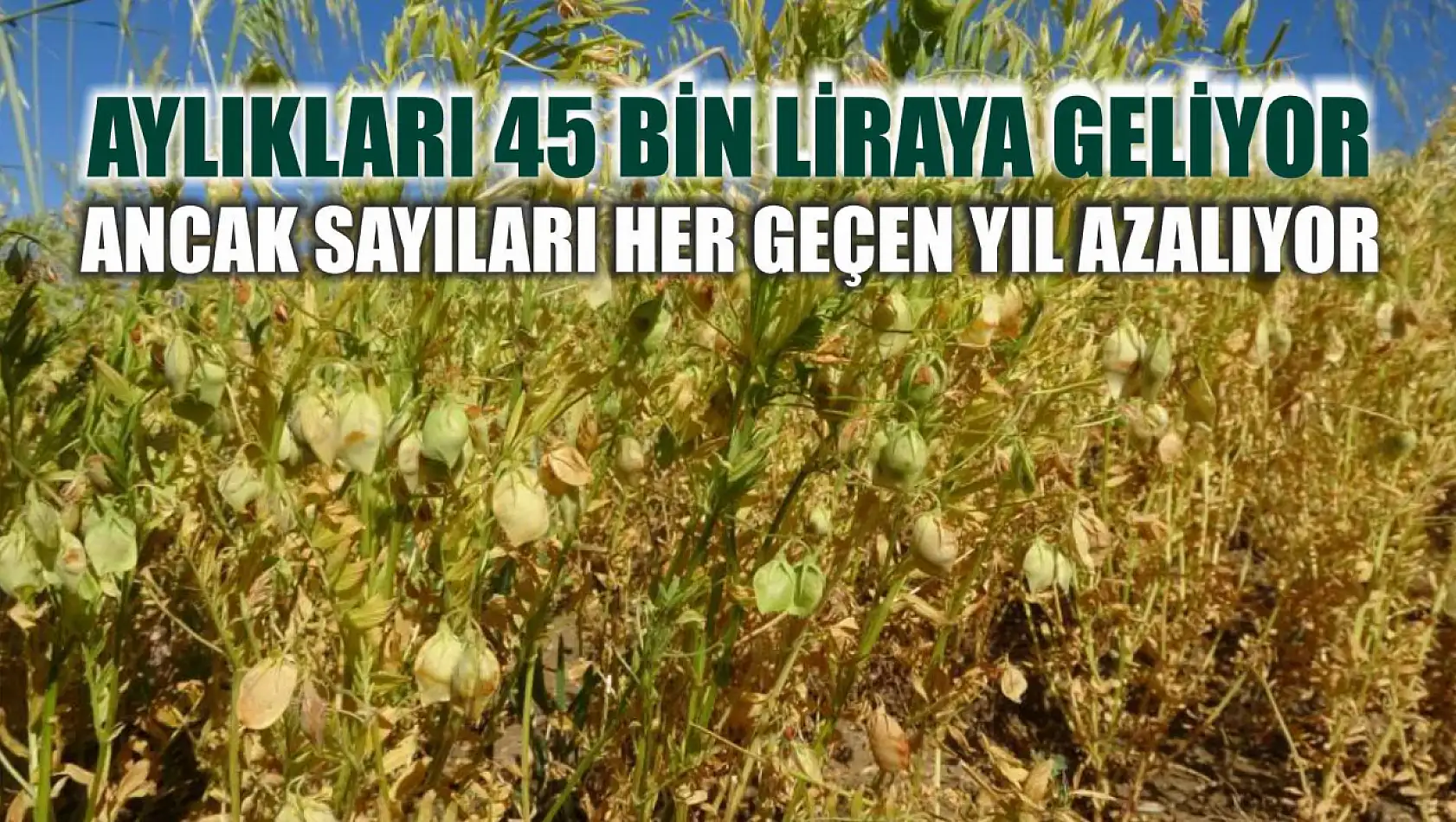 Aylıkları 45 bin liraya geliyor, ancak sayıları her geçen yıl azalıyor