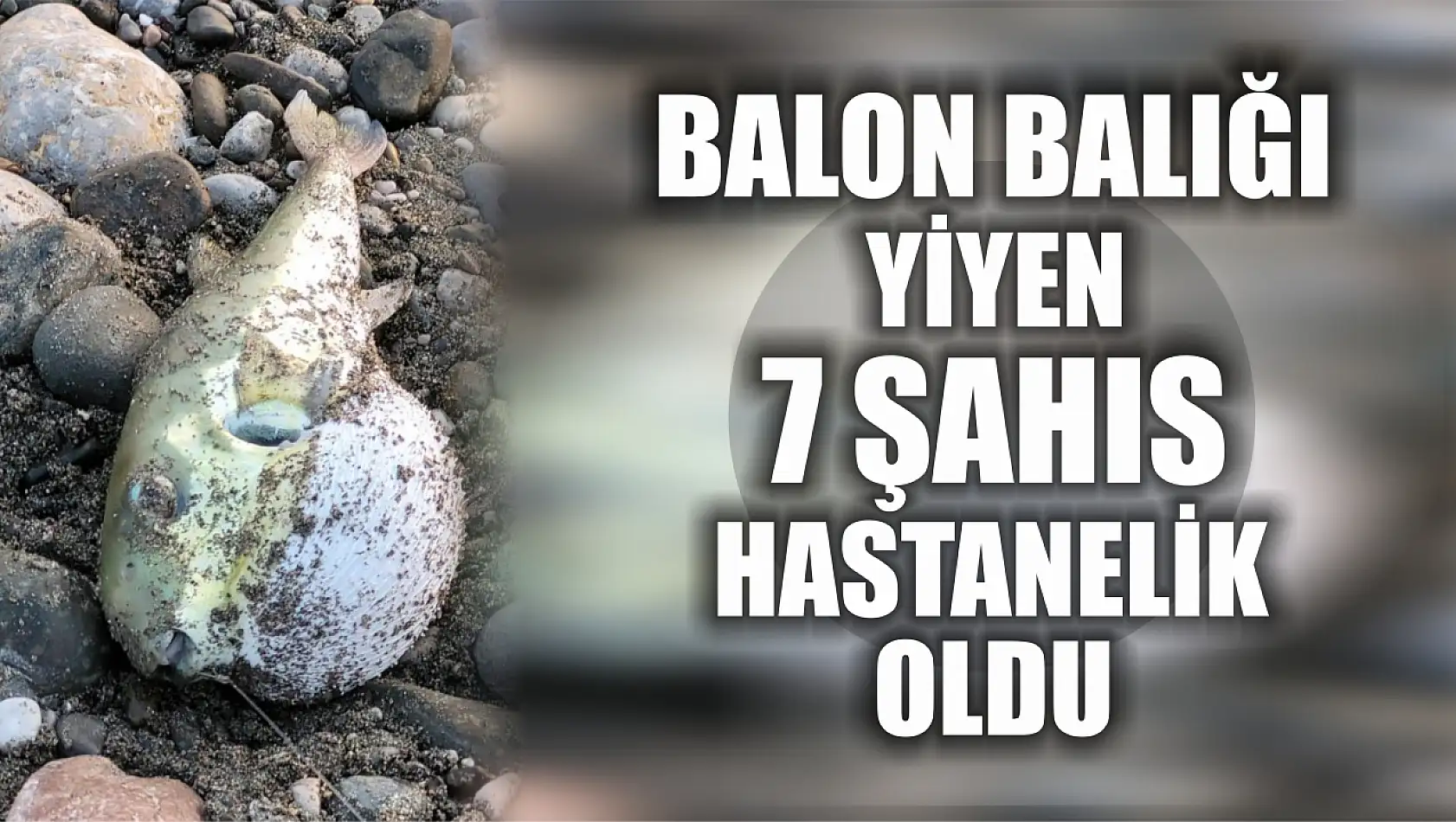 Balon balığı yiyen 7 şahıs hastanelik oldu