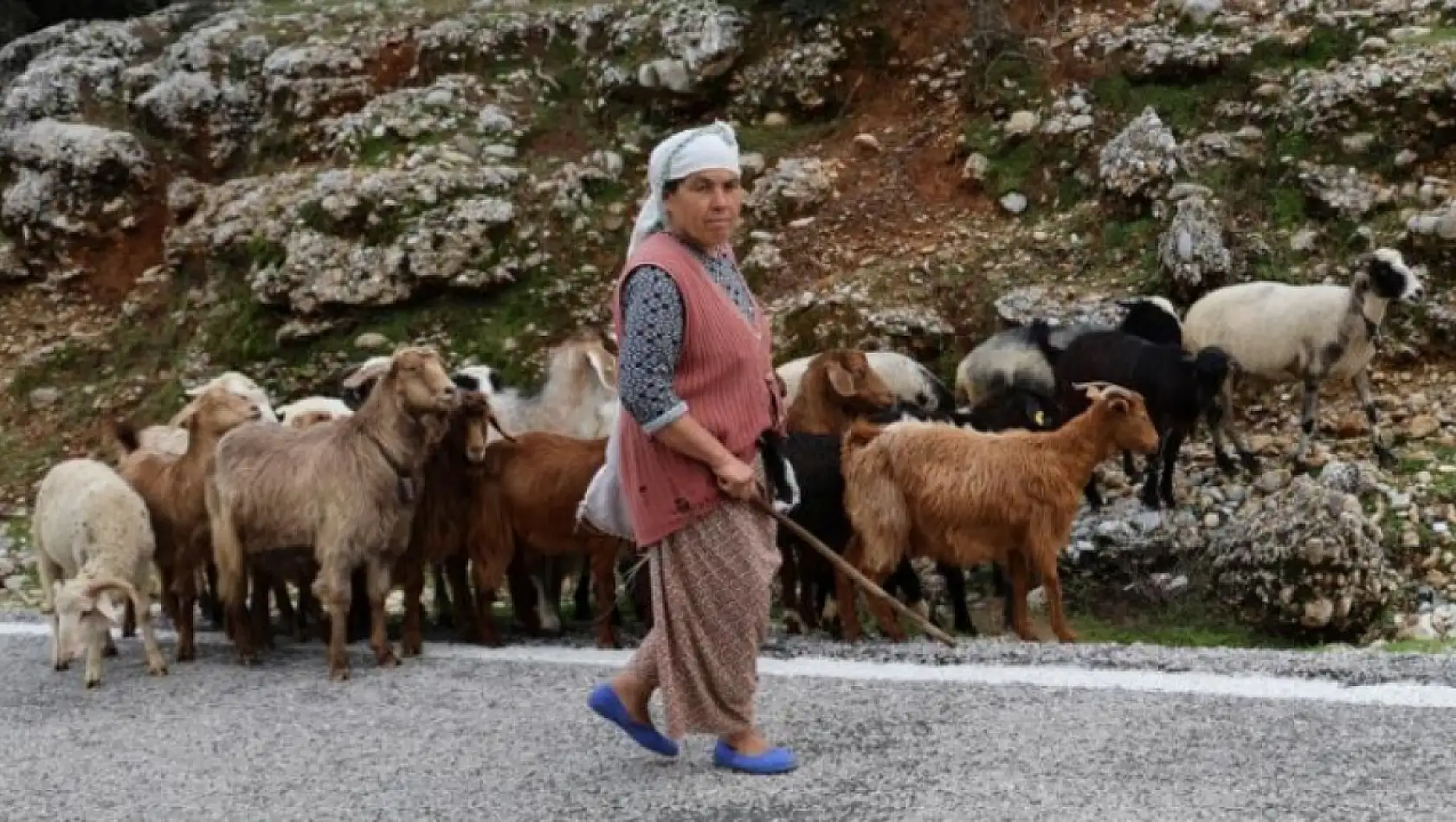 Bedriye Teyze, Muğla'nın son çobanları arasında yerini aldı