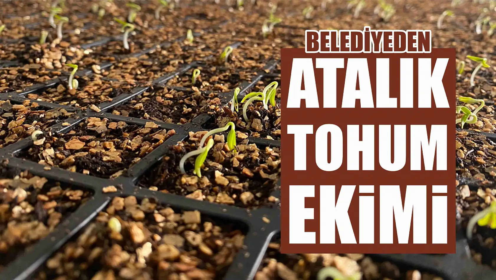 Belediyeden atalık tohum ekimi