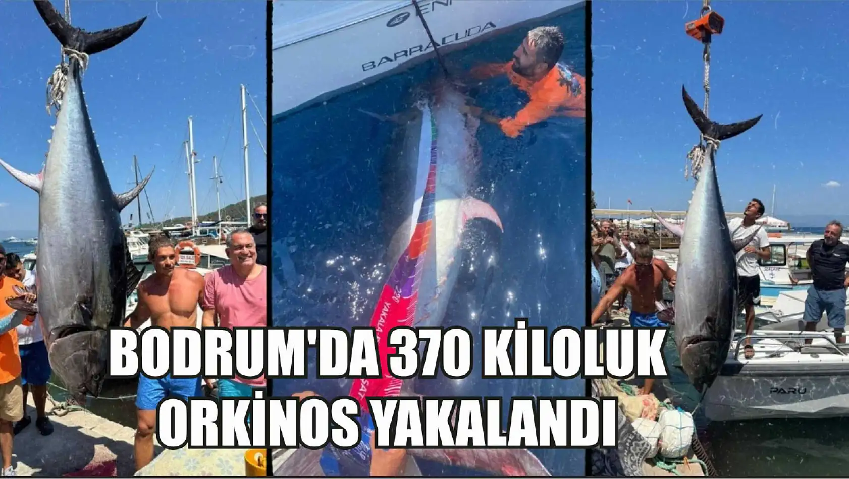 Bodrum'da 370 kiloluk orkinos yakalandı