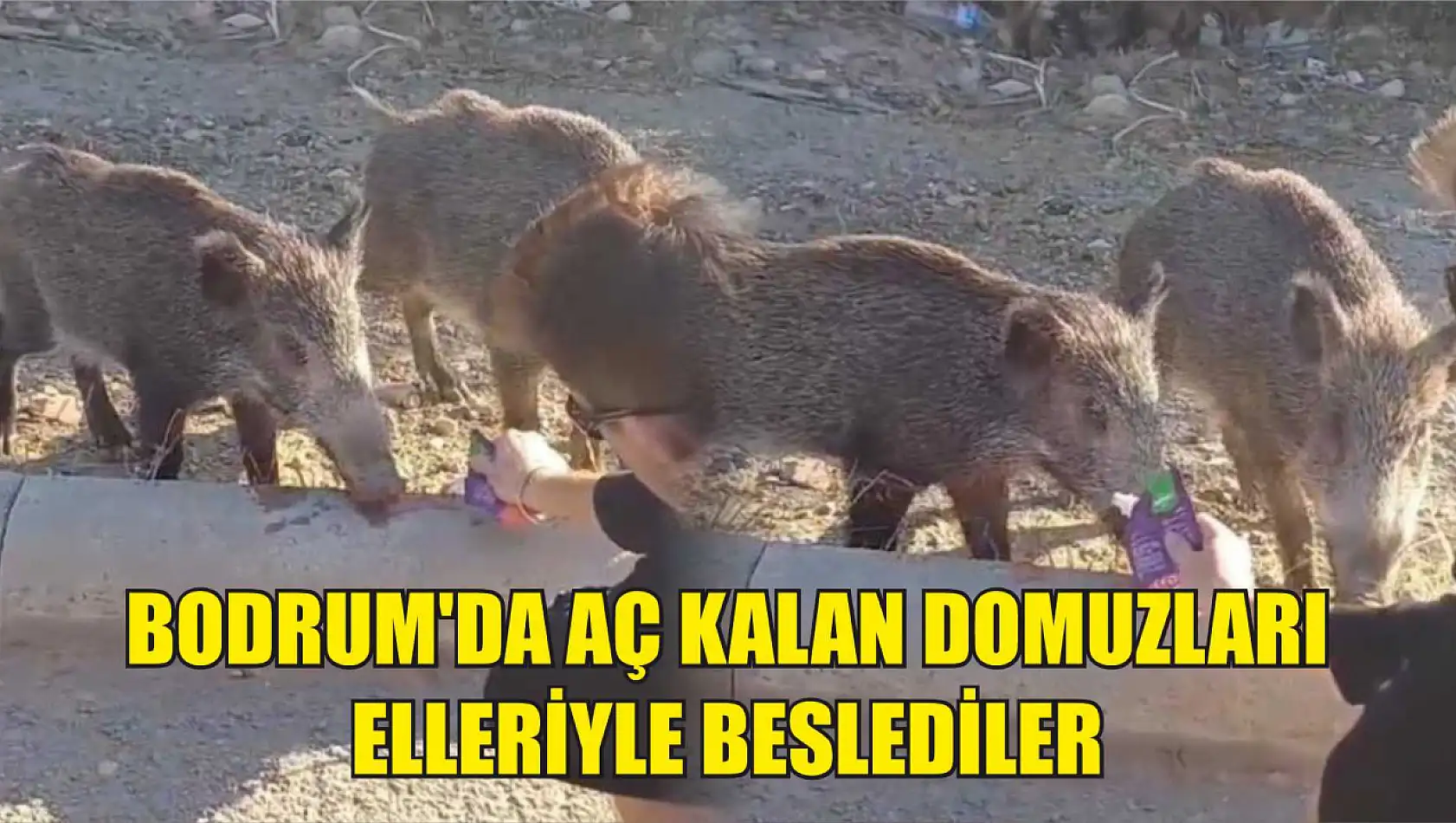 Bodrum'da aç kalan domuzları elleriyle beslediler